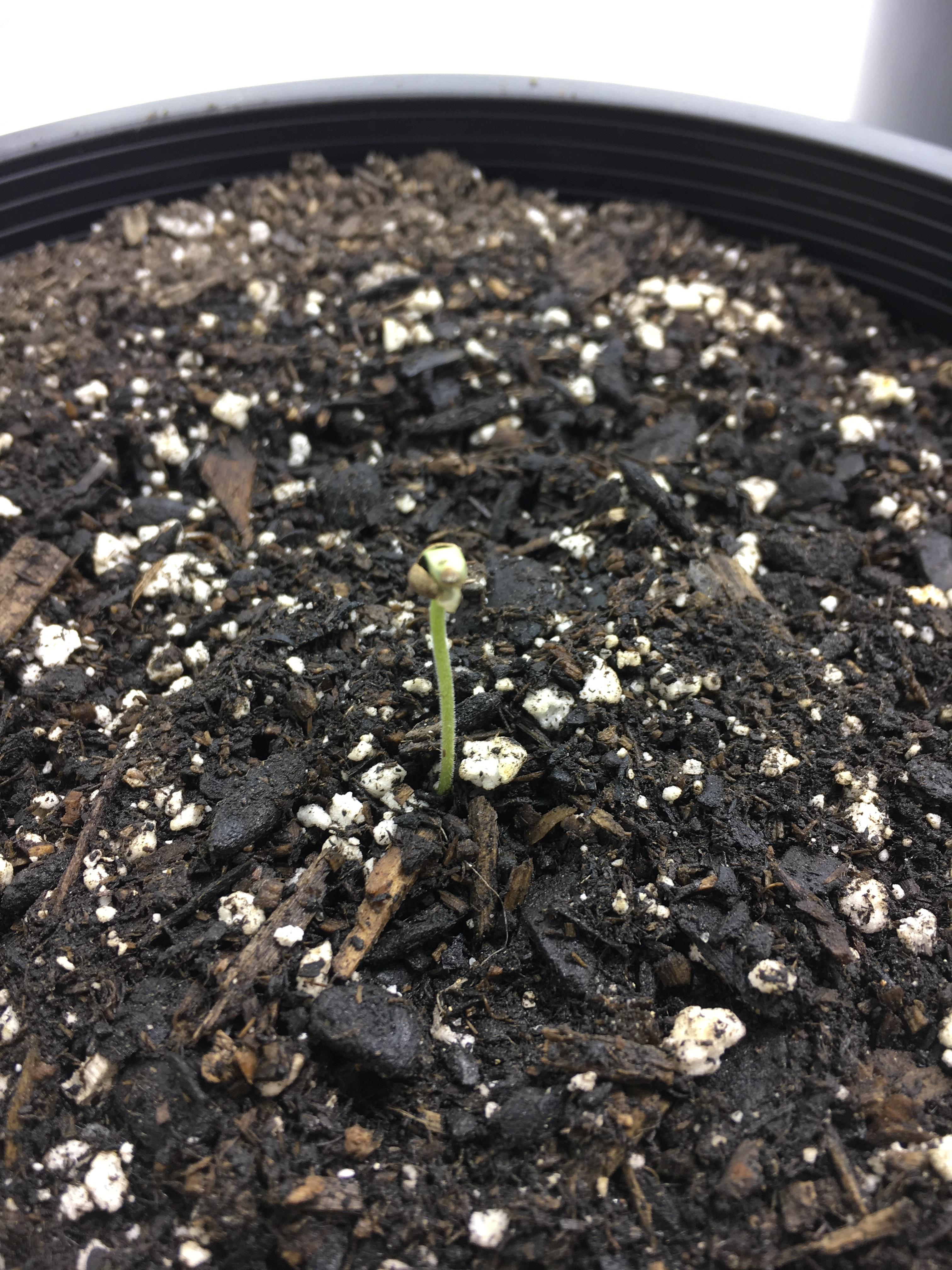 New project underway... 20 week flowering landrace sativa. (Green Haze