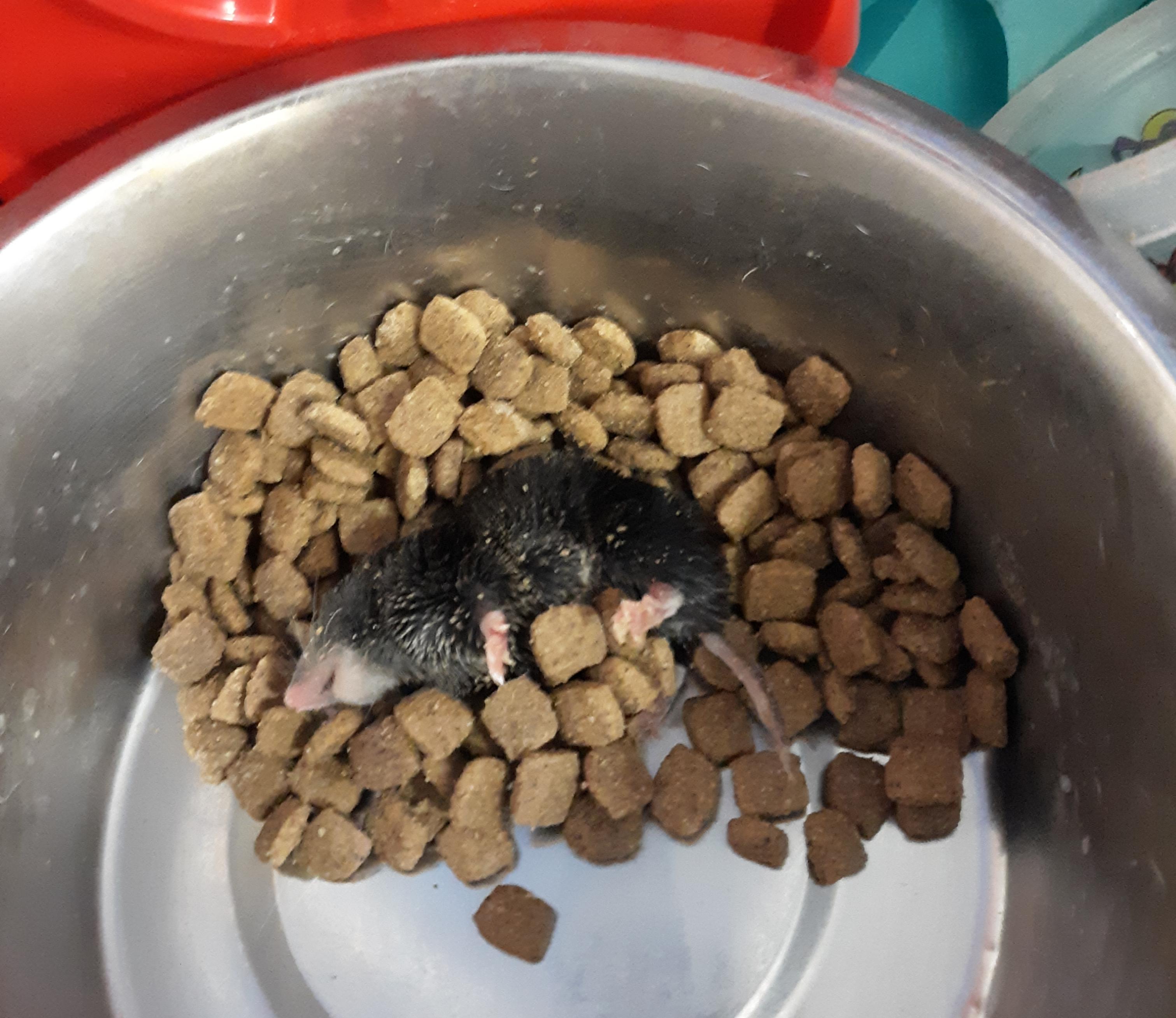 I have been trying to figure out exactly what this is. I found it in my