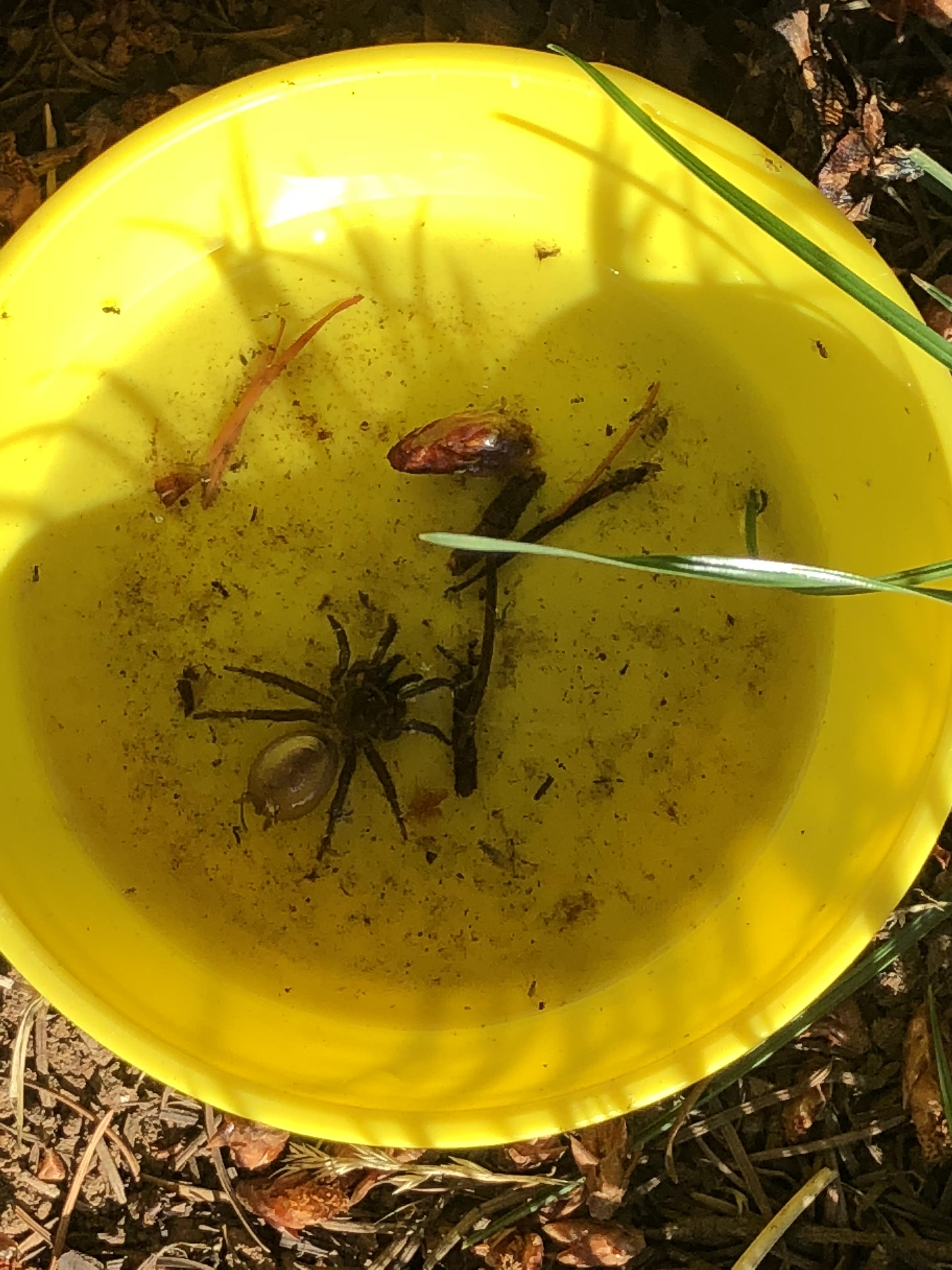 Found this spider in my sons bowl that was left outside by a wood pile