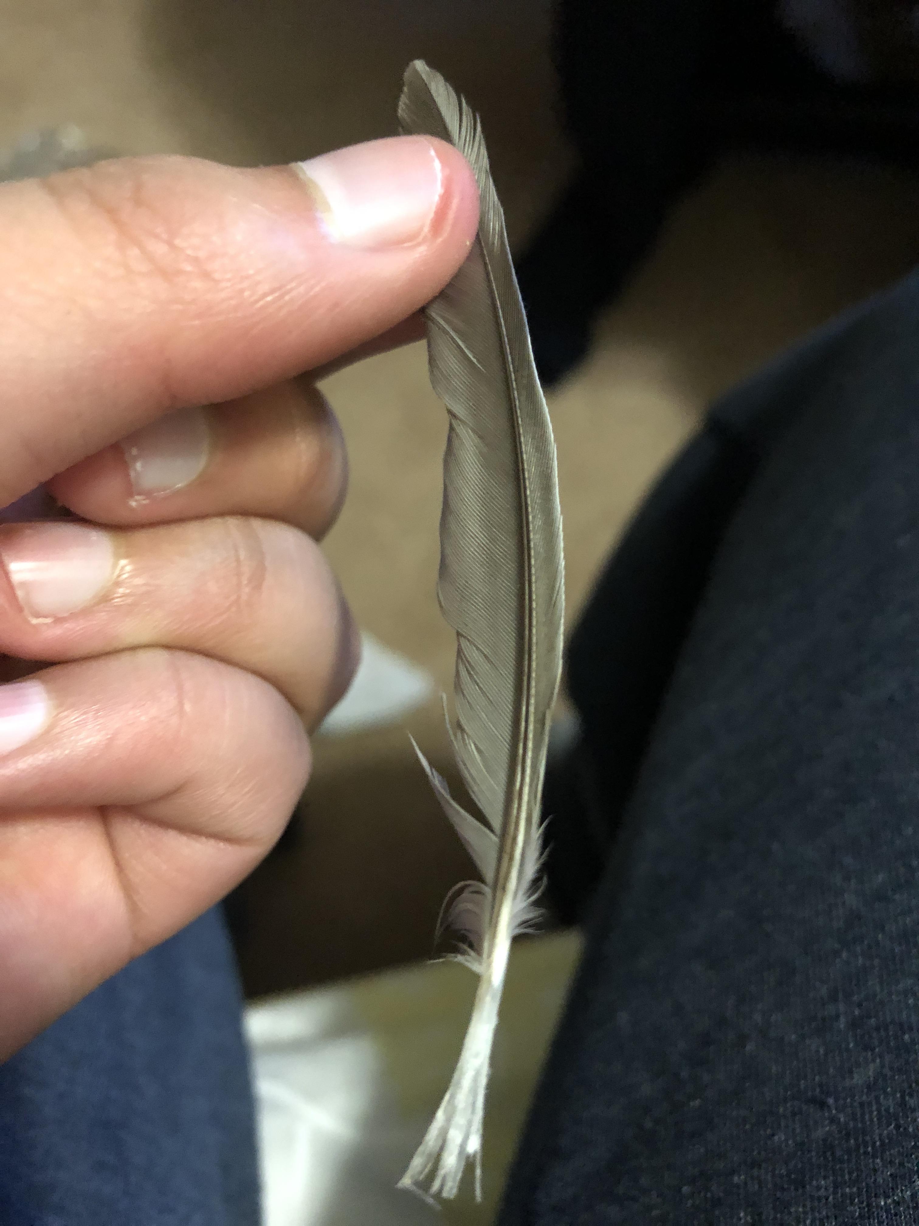 Is my bird fine? I saw this feather at the bottom of the cage. r/parrots