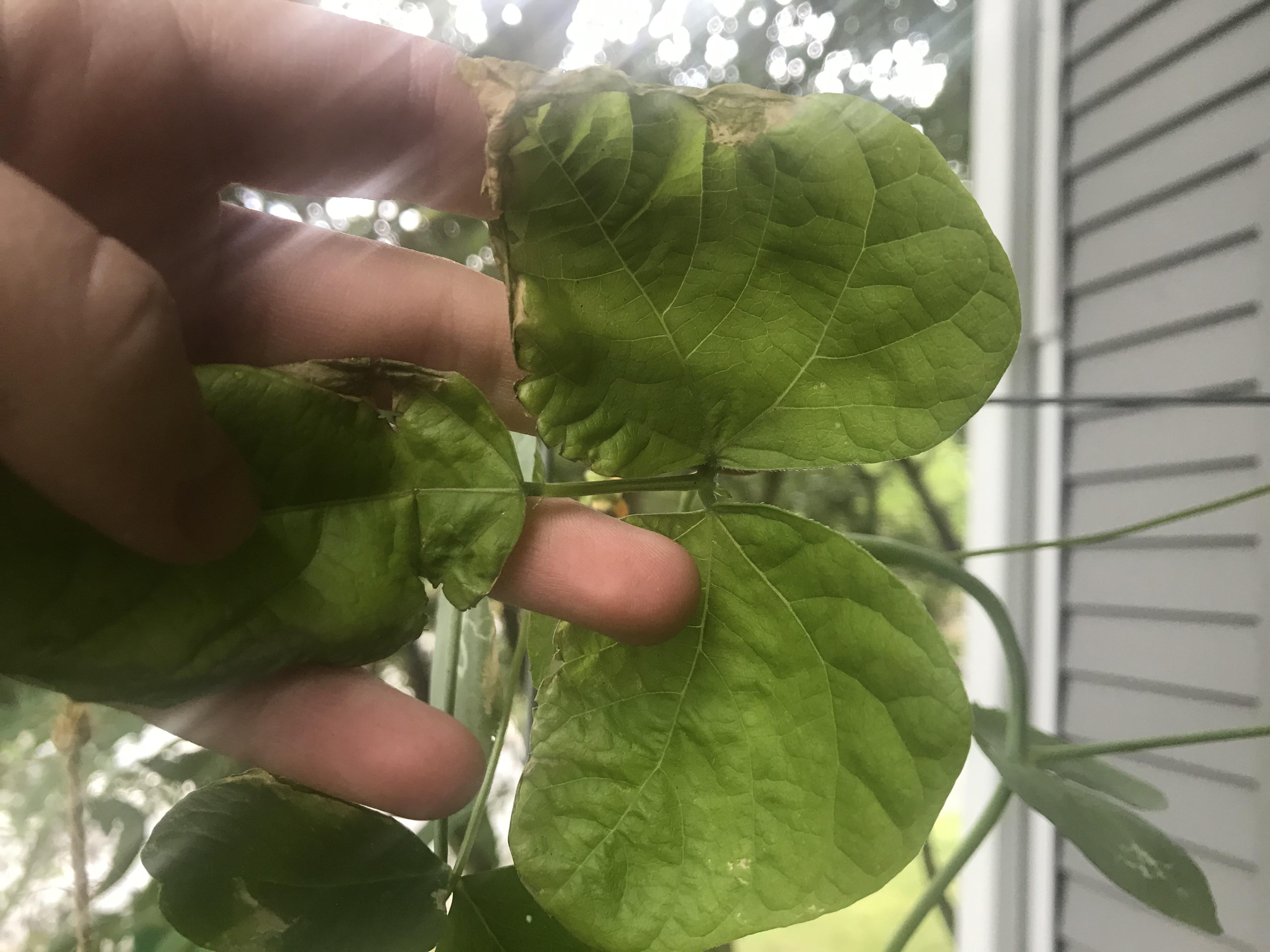 Potted bean leaves going brown and curling up at the edges. Any idea