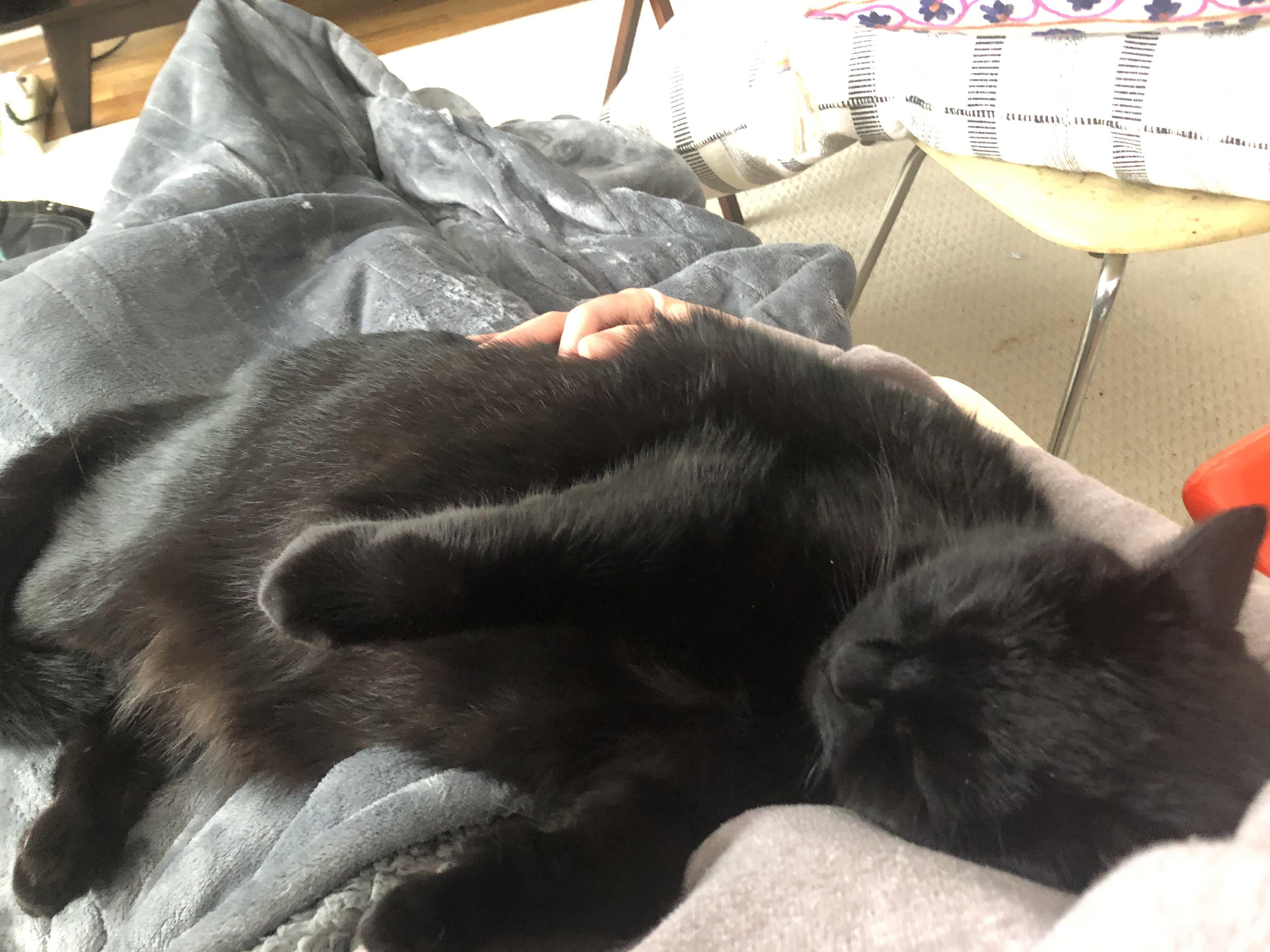 Ollie had a rough day at the vet. He was called “a large skeleton cat that is also overweight