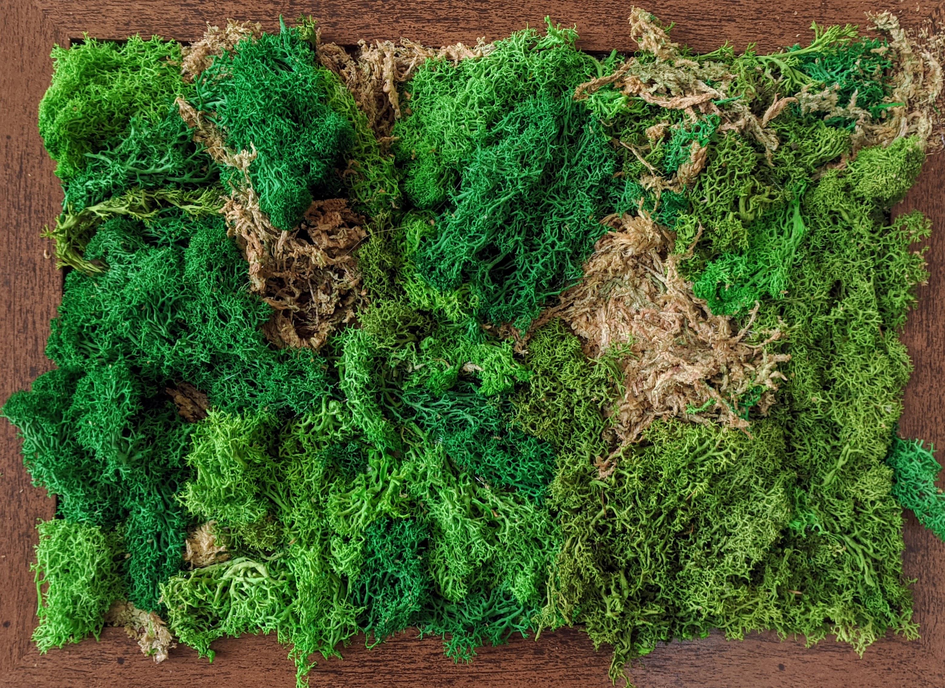 My first "living wall". Combination of Sphagnum moss and preserved floral moss r/houseplants