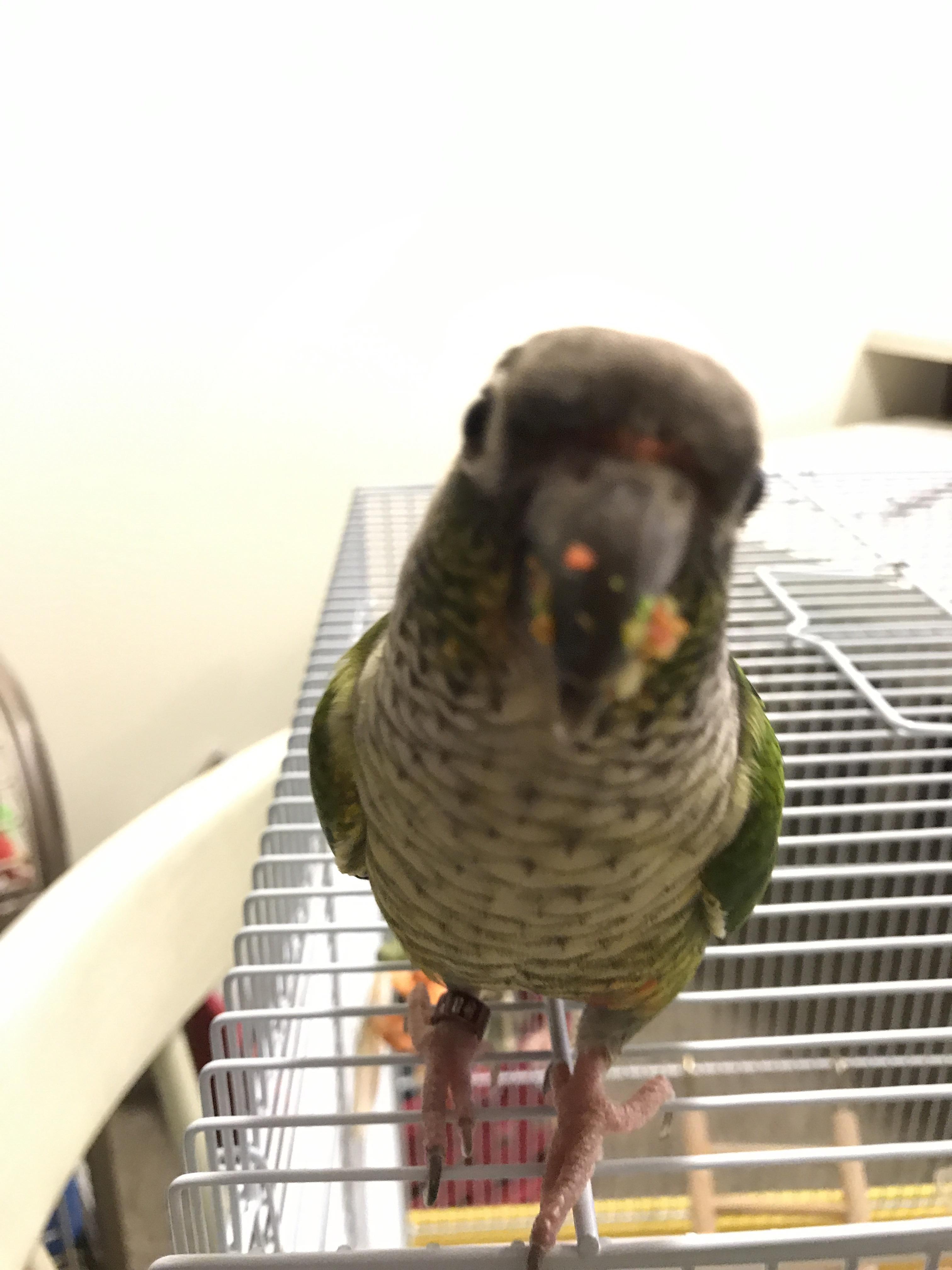 "No, Mom, I did not eat any of my sister's Zupreem pellets that turn my