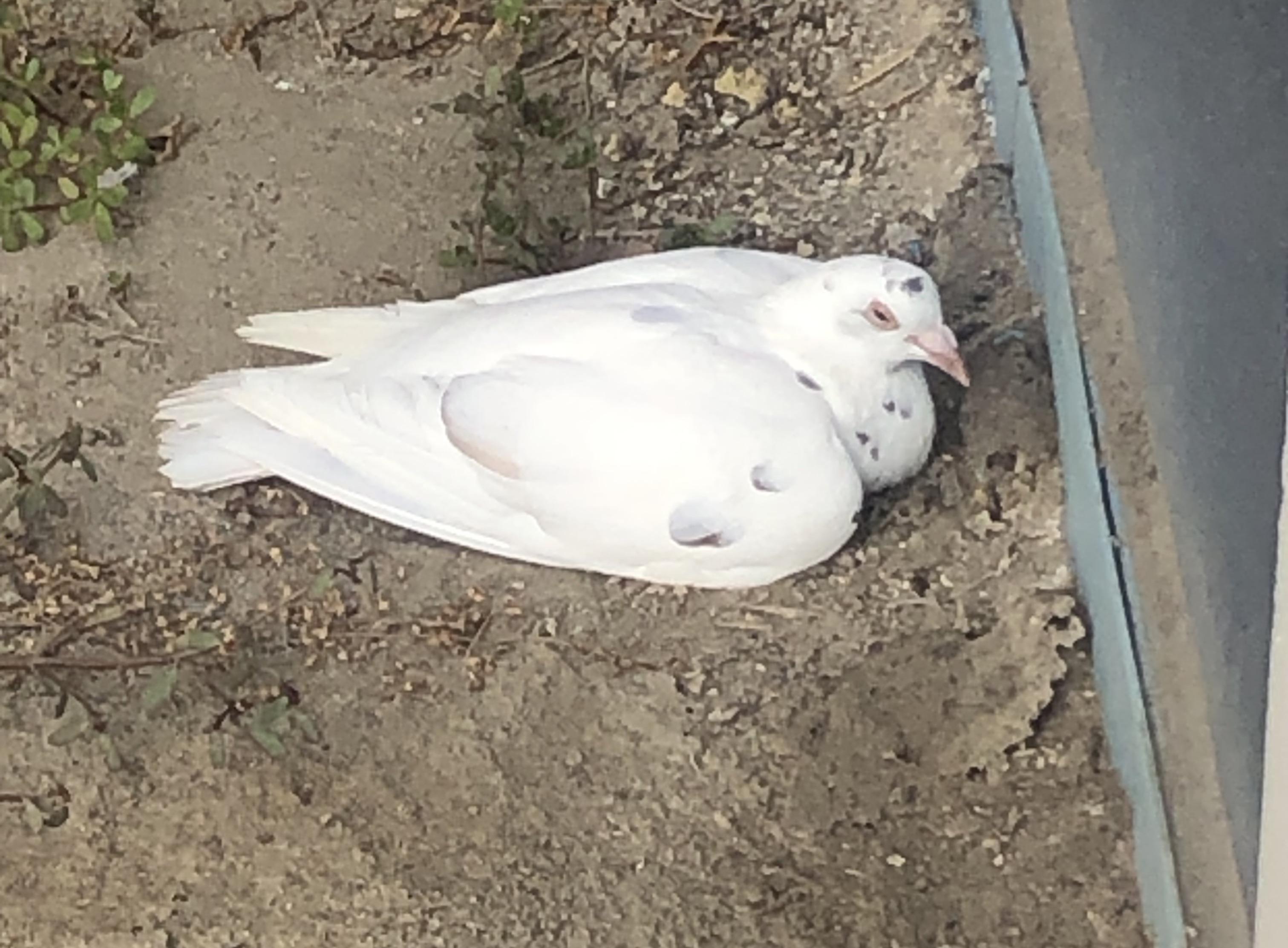 Albino Pigeon(?) birding