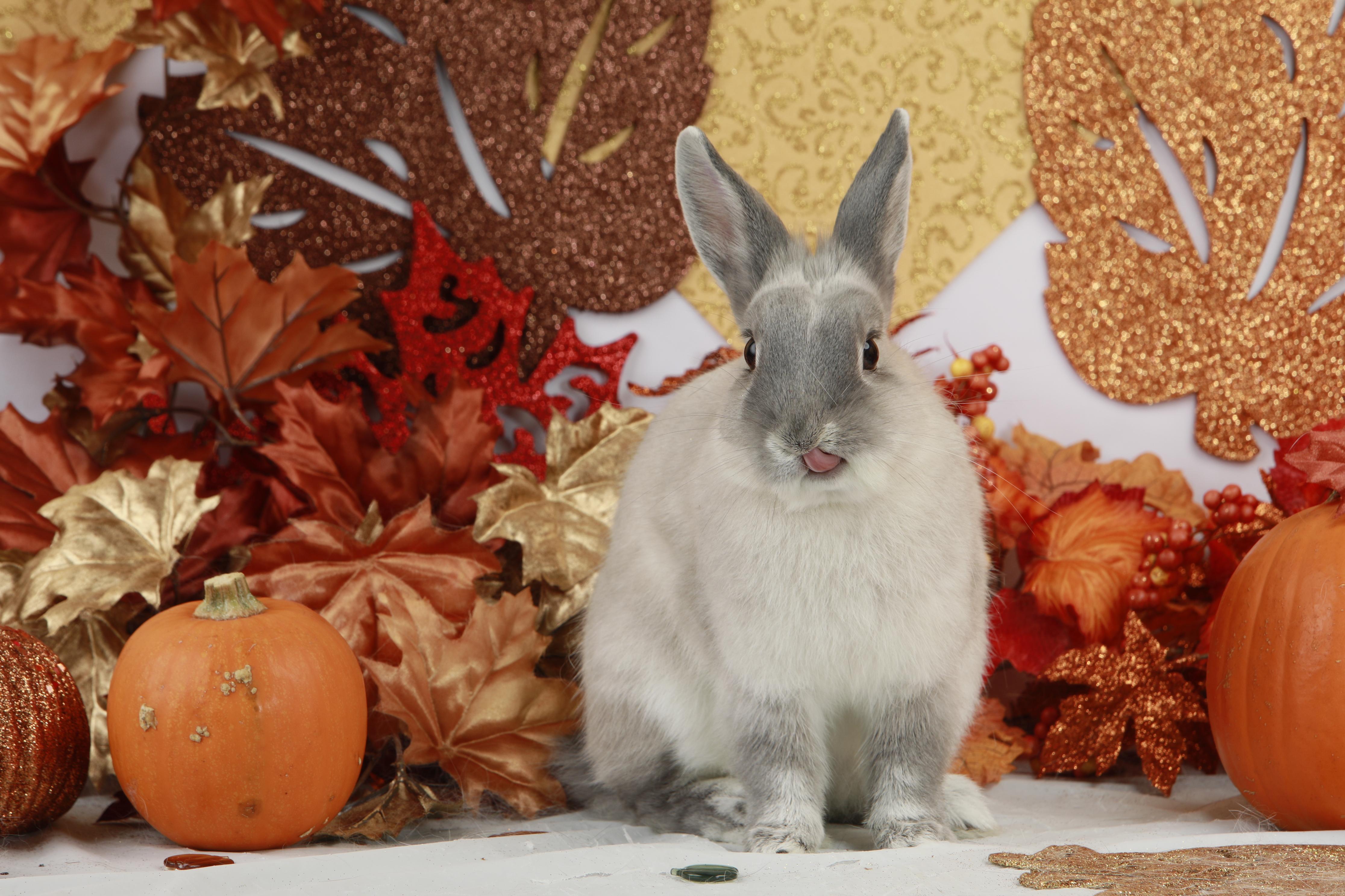 Oreo is craving some pumpkin... Rabbits