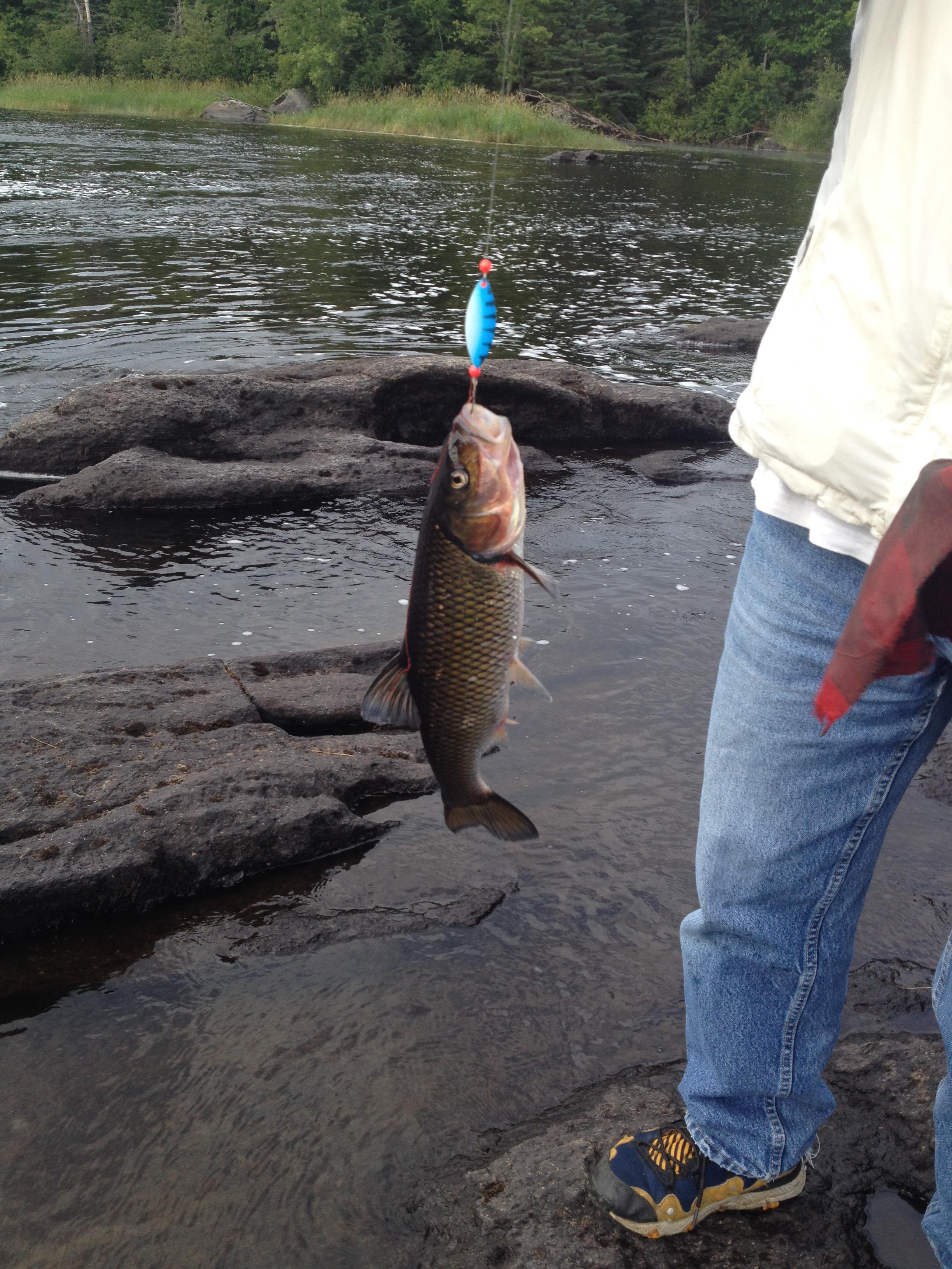 Caught Ontario, Madawaska river what is it r/whatisthisfish