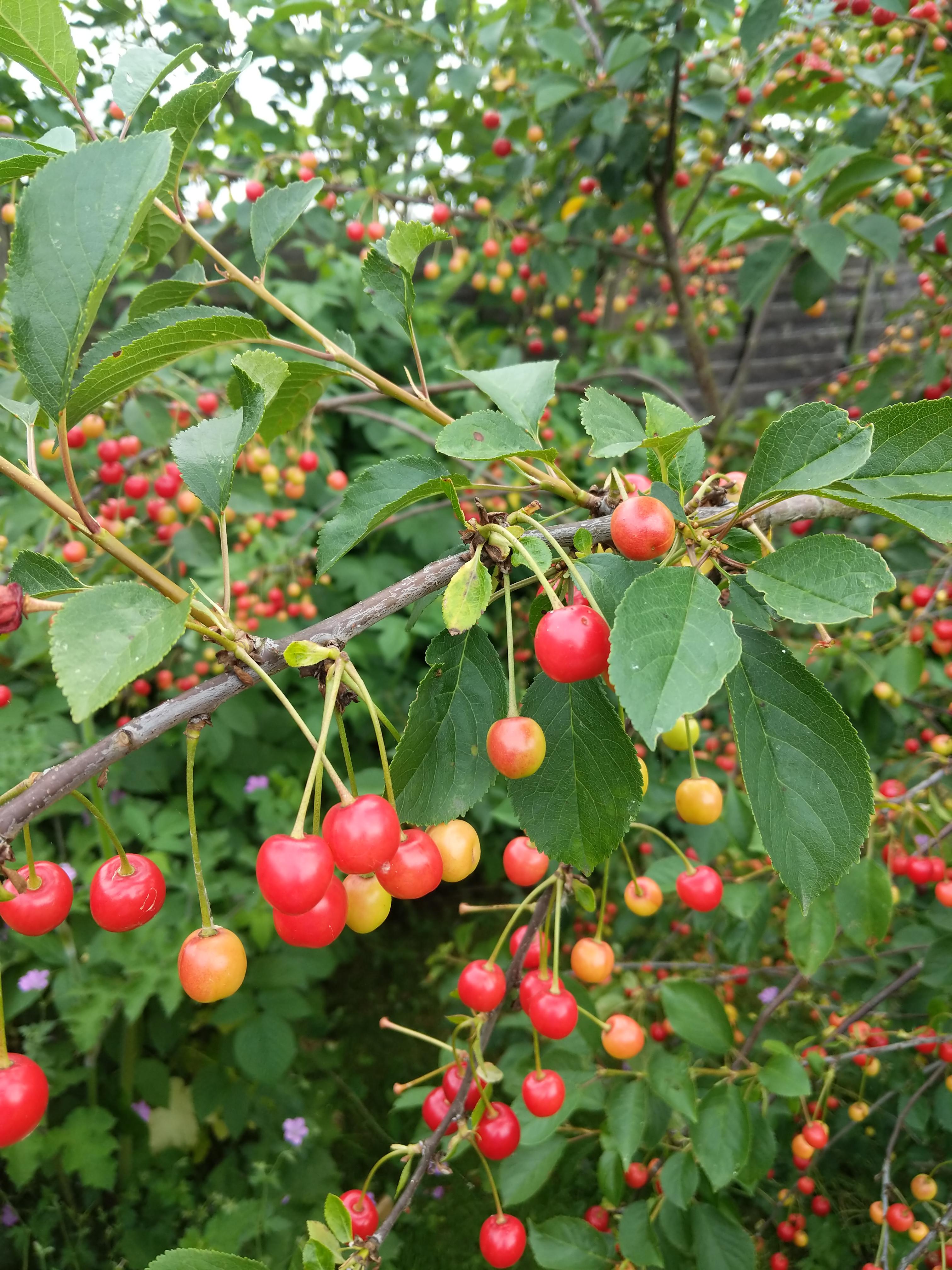 Hi! Is this cherry edible? Thanks (UK) r/gardening