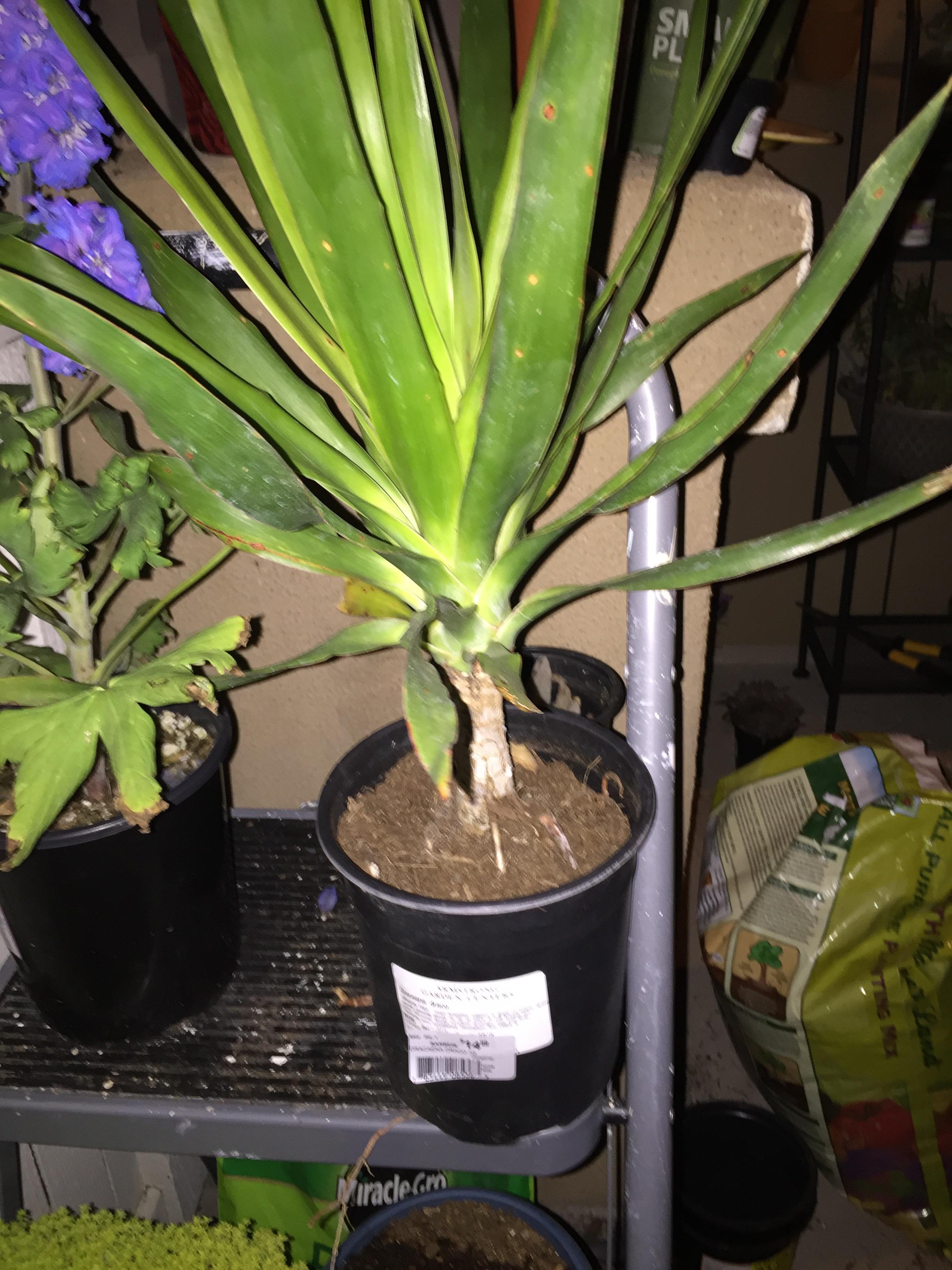 A baby Dragon tree. I'm new to the species, any advice on how to get