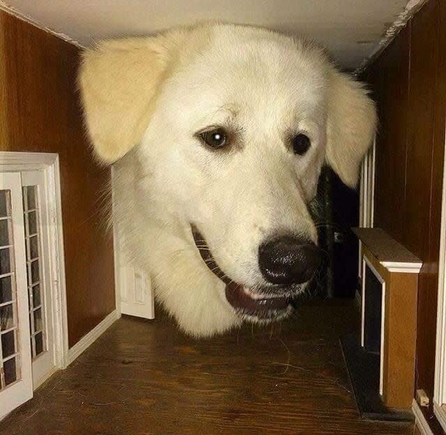 Dog too big r/doggos