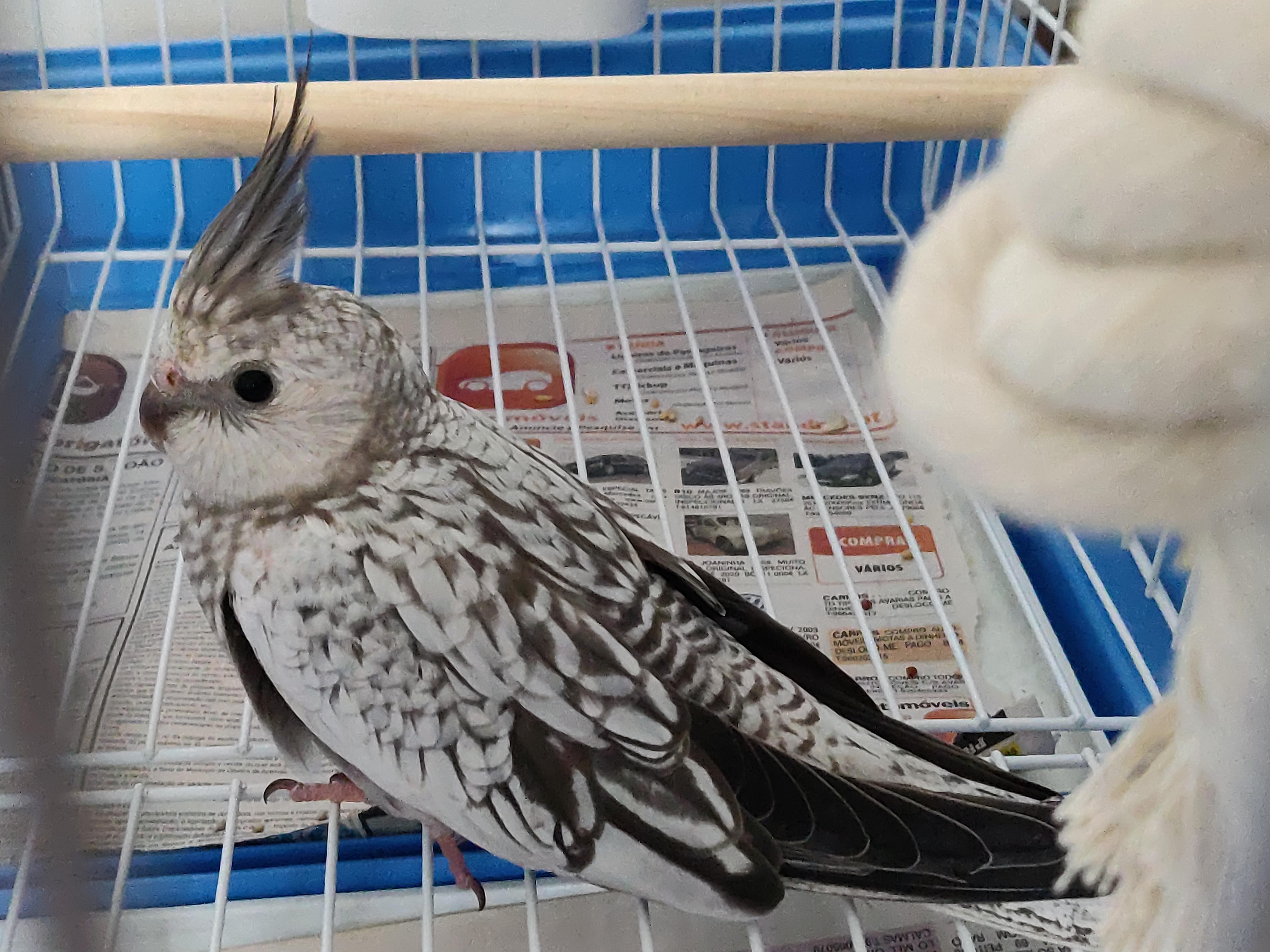 First time bird owners here, today we picked up a Whitefaced Pearl