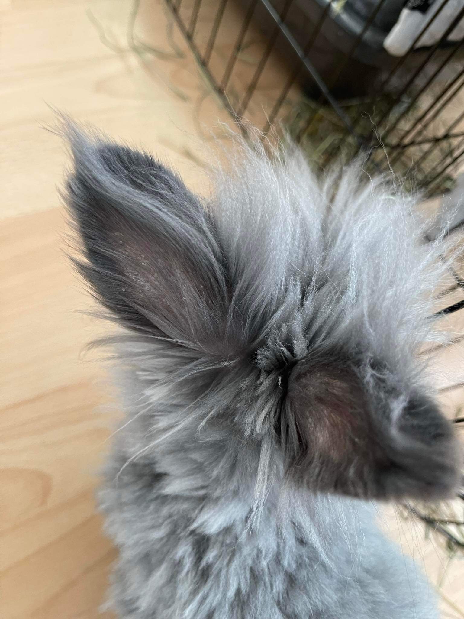 Can someone help me identifying what's happening to my rabbits ears