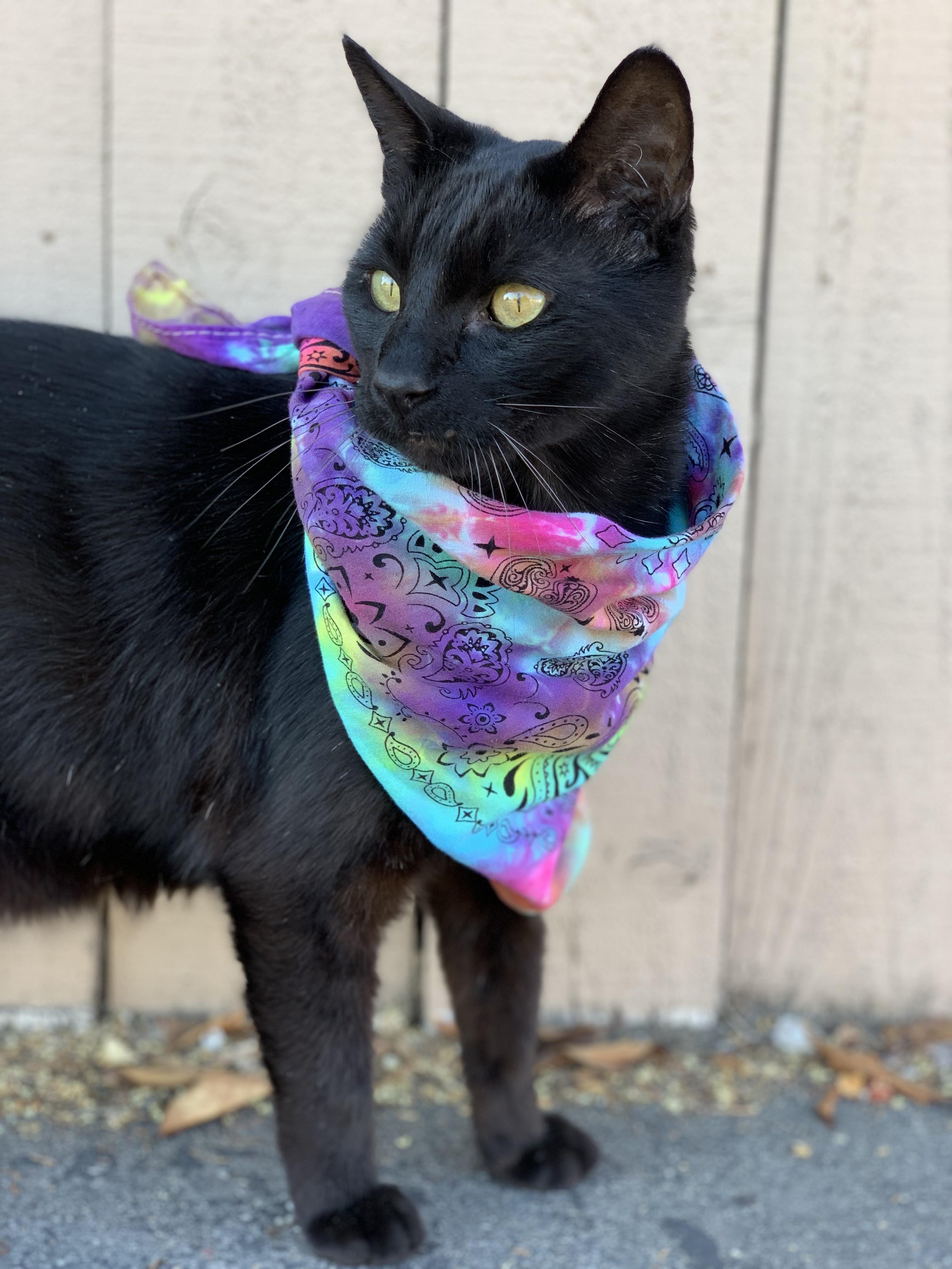 Kitty keeps his face covering ready at all times r/blackcats