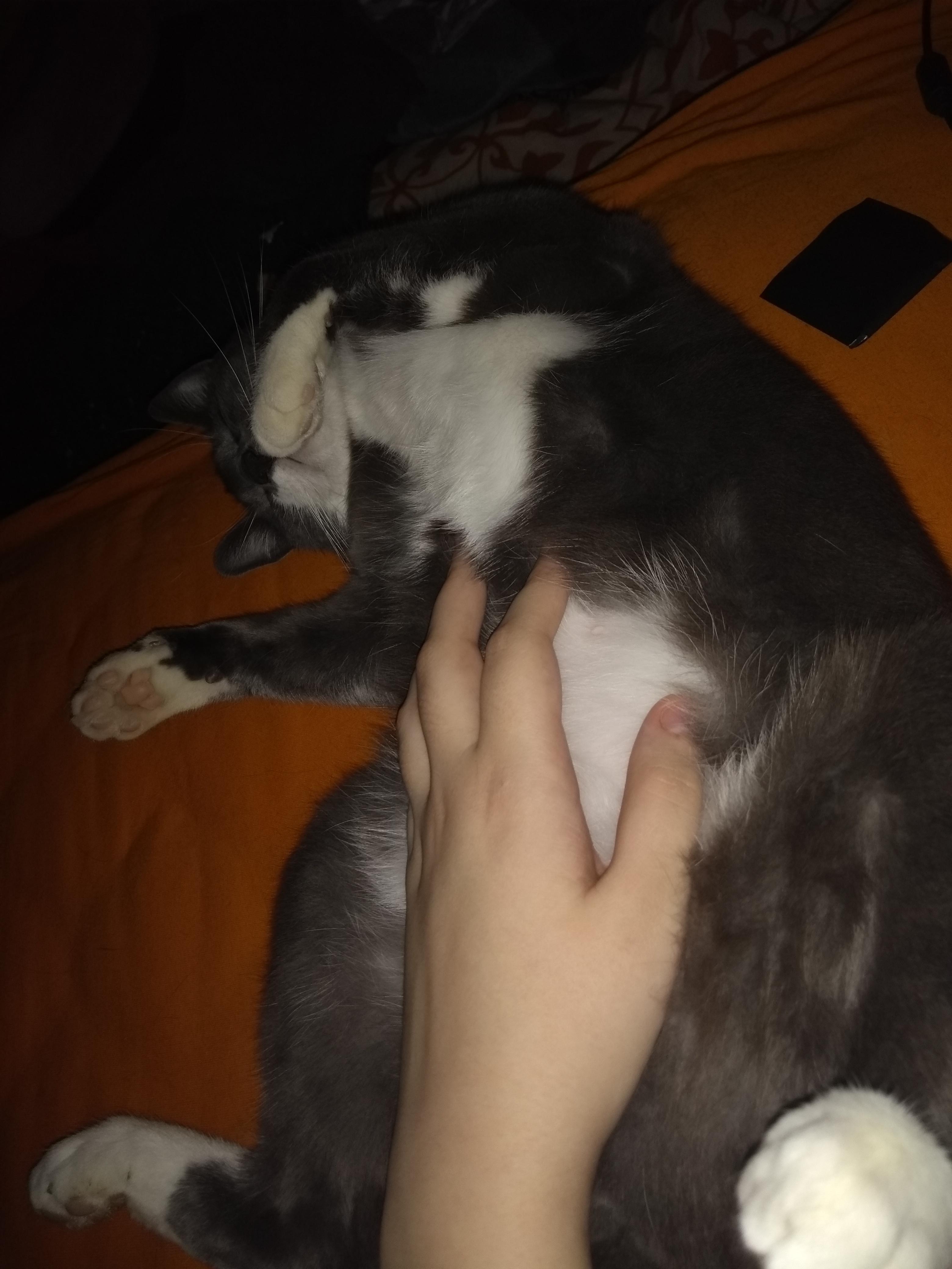 My cat loves belly rubs r/cat