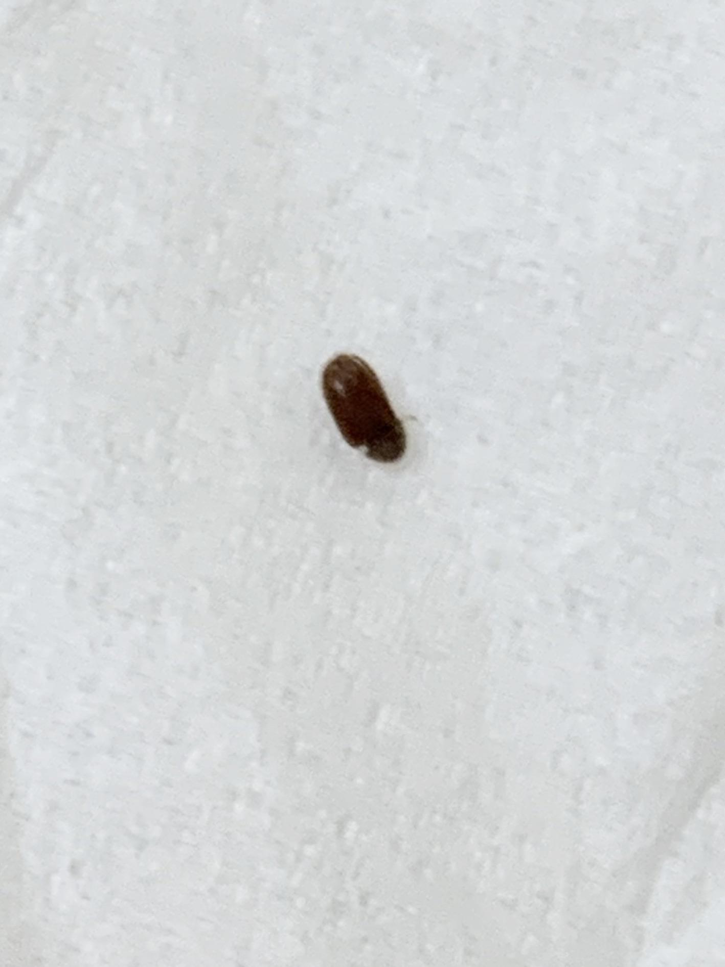 Is this a bed bug??? Found on my yoga mat 🤢 r/Bedbugs