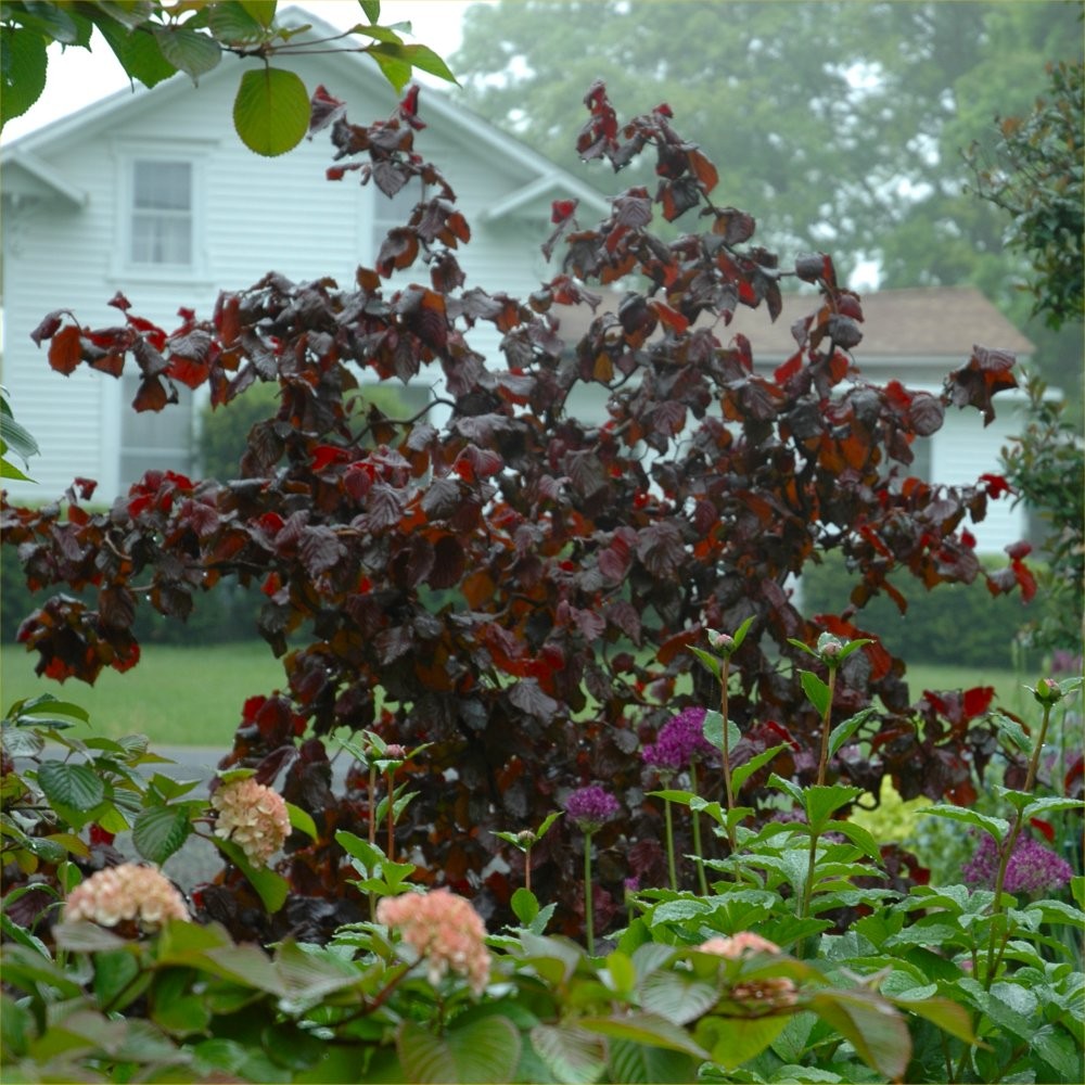 Corylus avellana contorta 'Red Majestic' Purple Corkscrew Hazel r