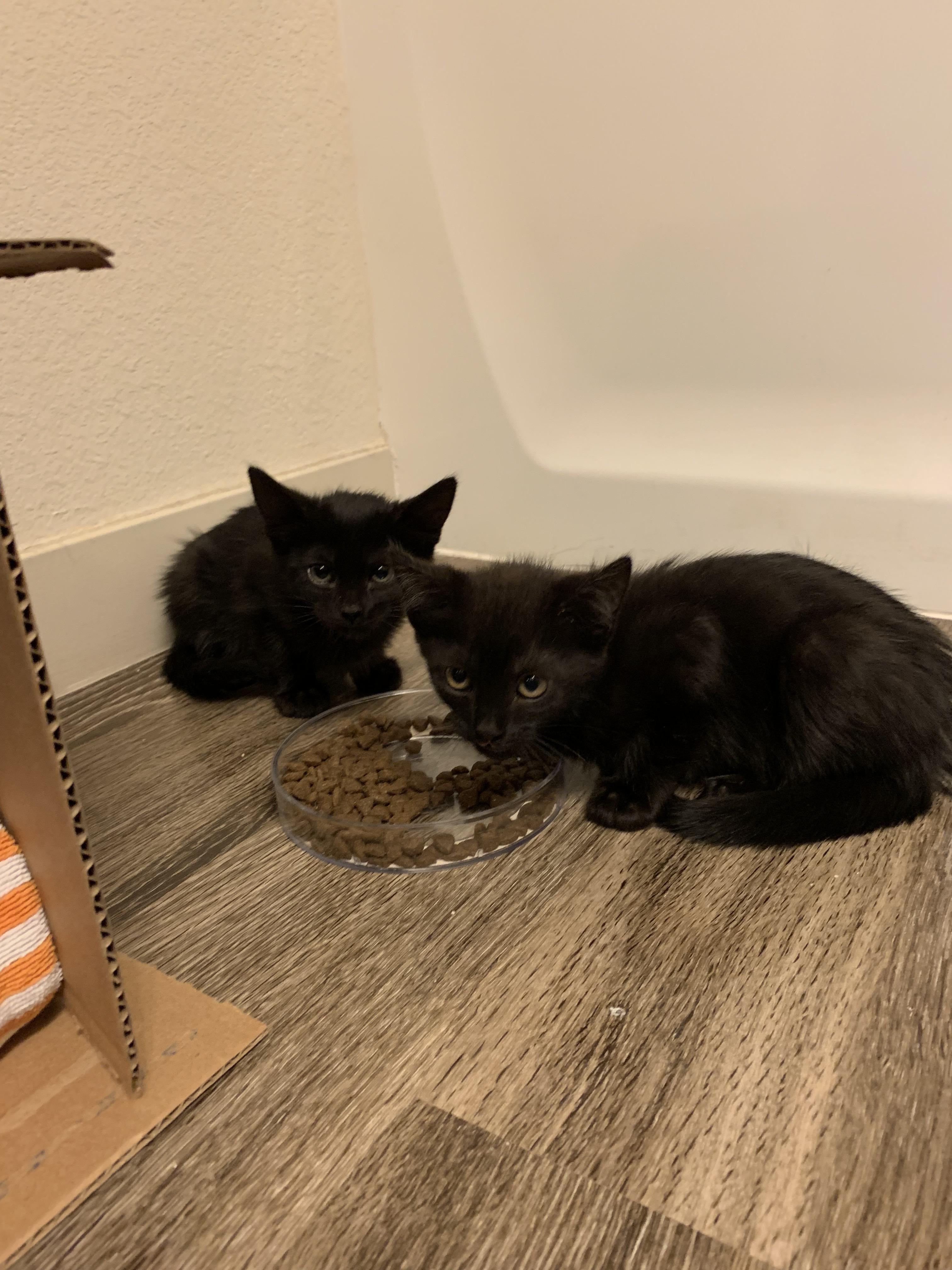 Update Two kittens taken in. Happily eating some food and getting