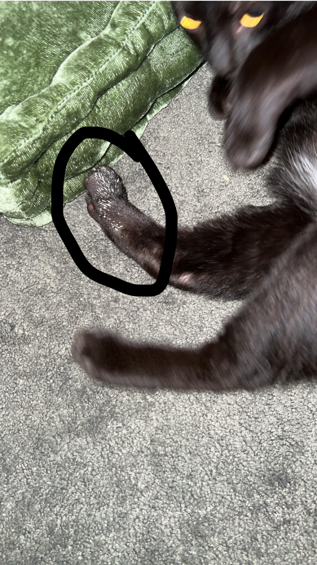 What are these white spots on my cats leg? r/CATHELP