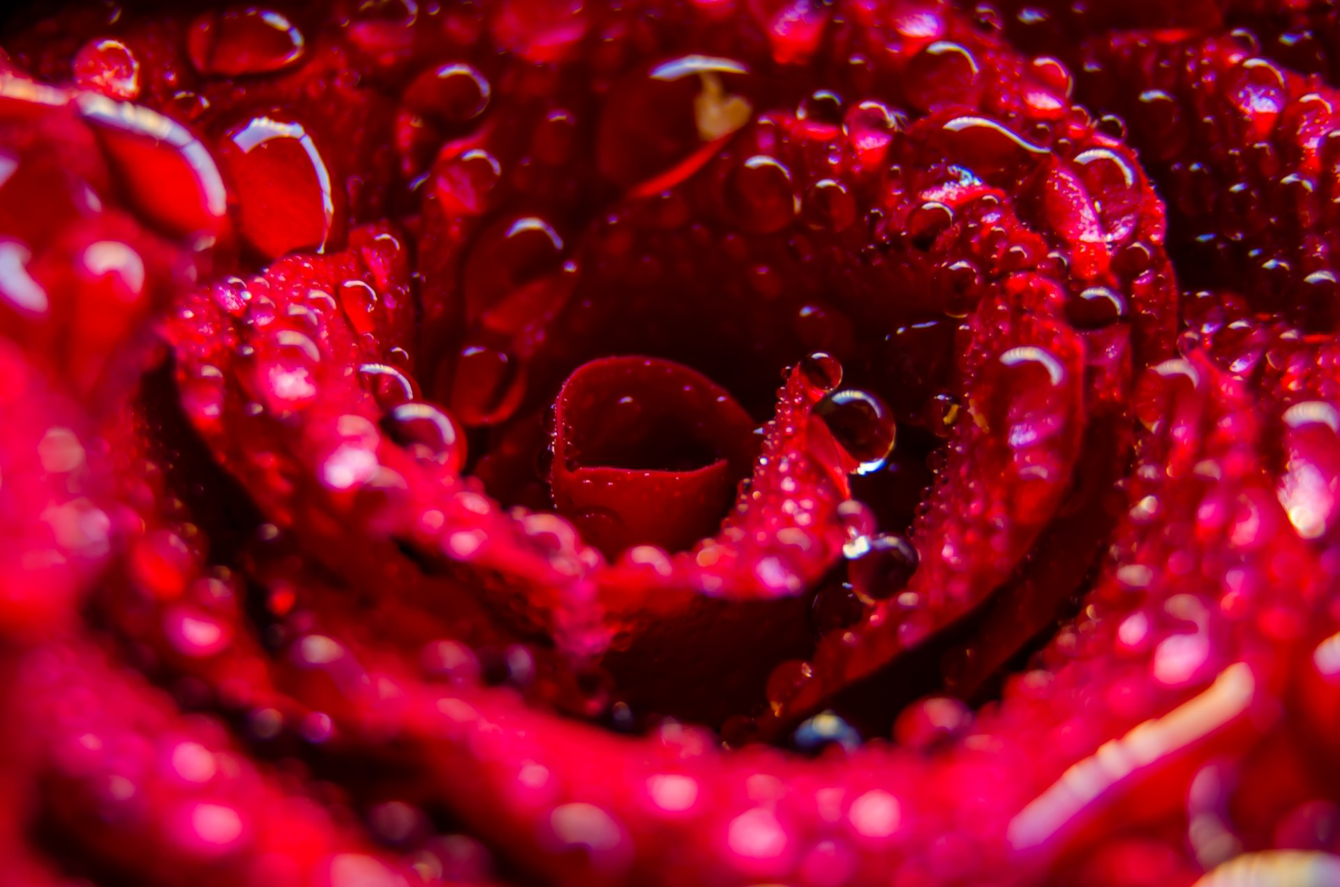 A rose with raindrops[1920x1200]