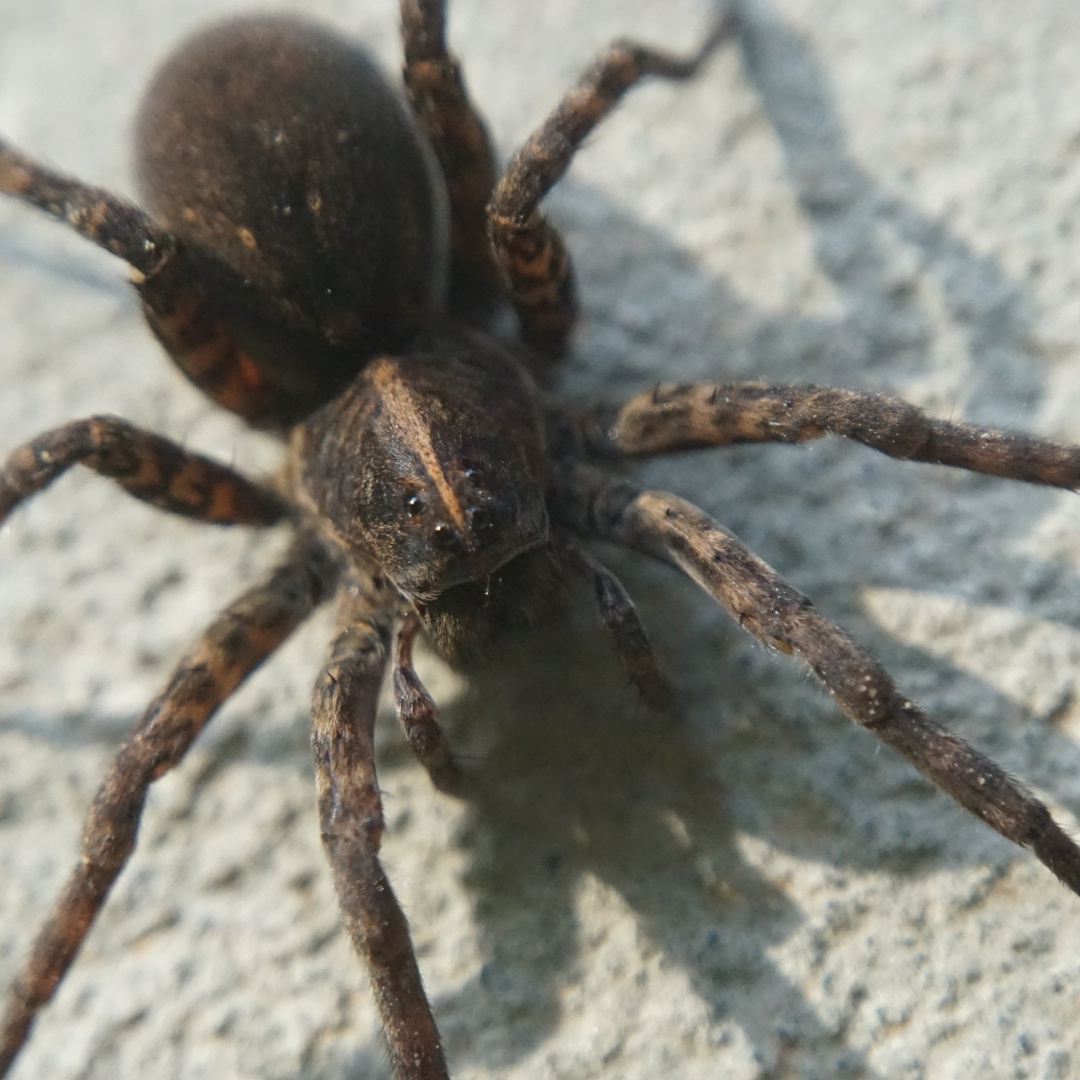 Wolf Spider, large (pregnant?) NC, USA r/spiders