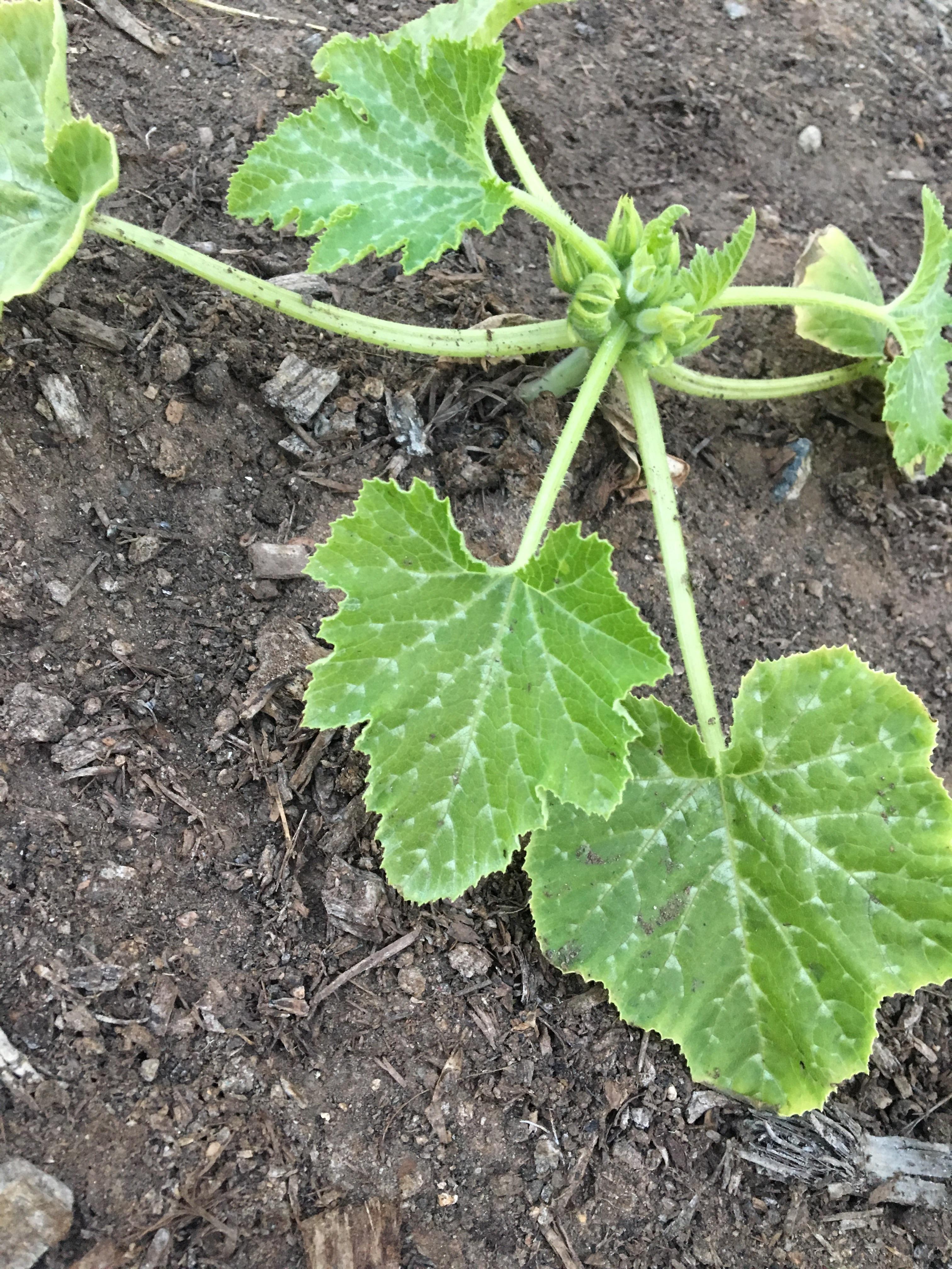 The leaves on my Zucchini don't look right, why?