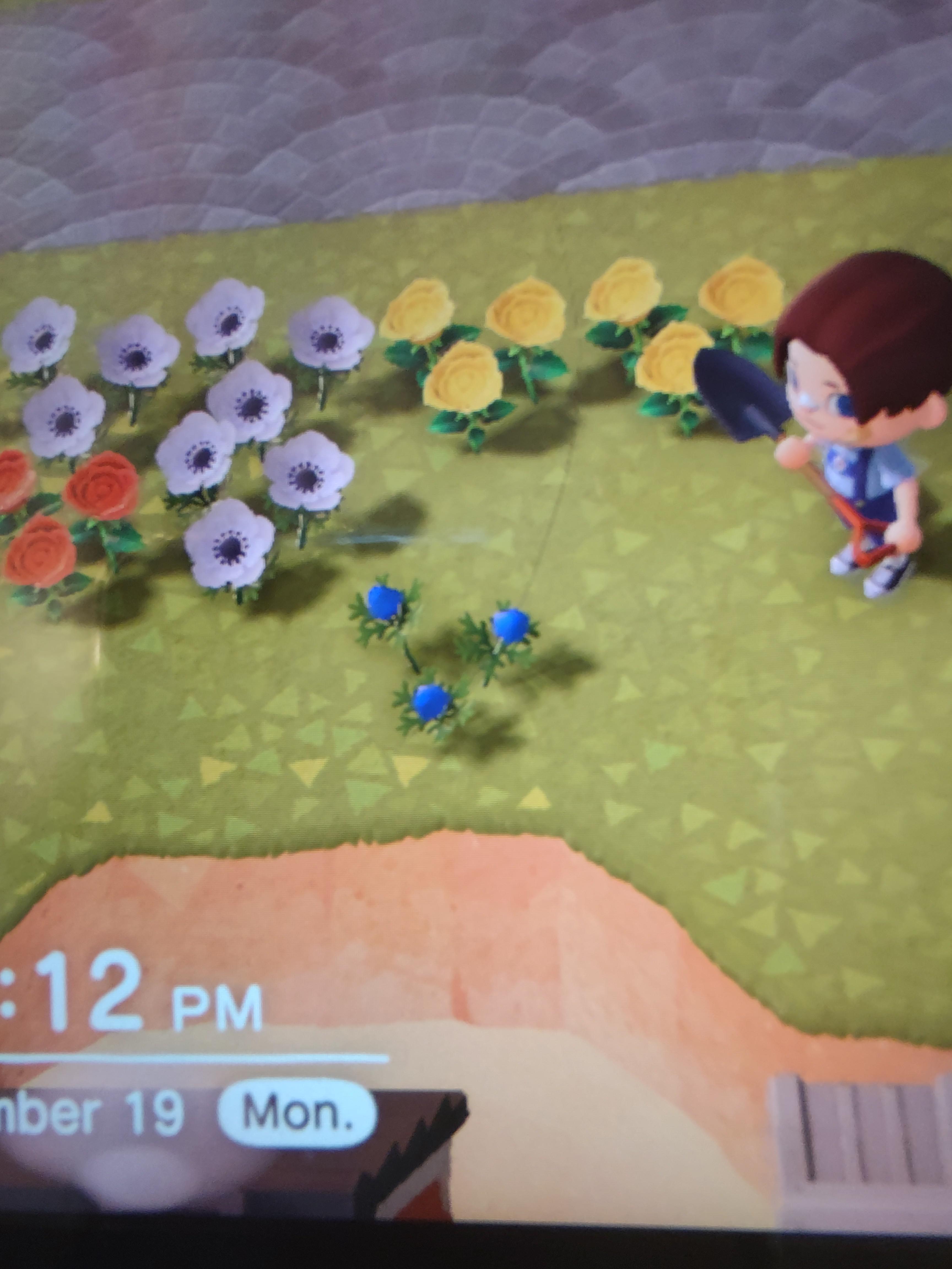 My first blue flower, a windflower! Aren't they hard to get? r/AnimalCrossing