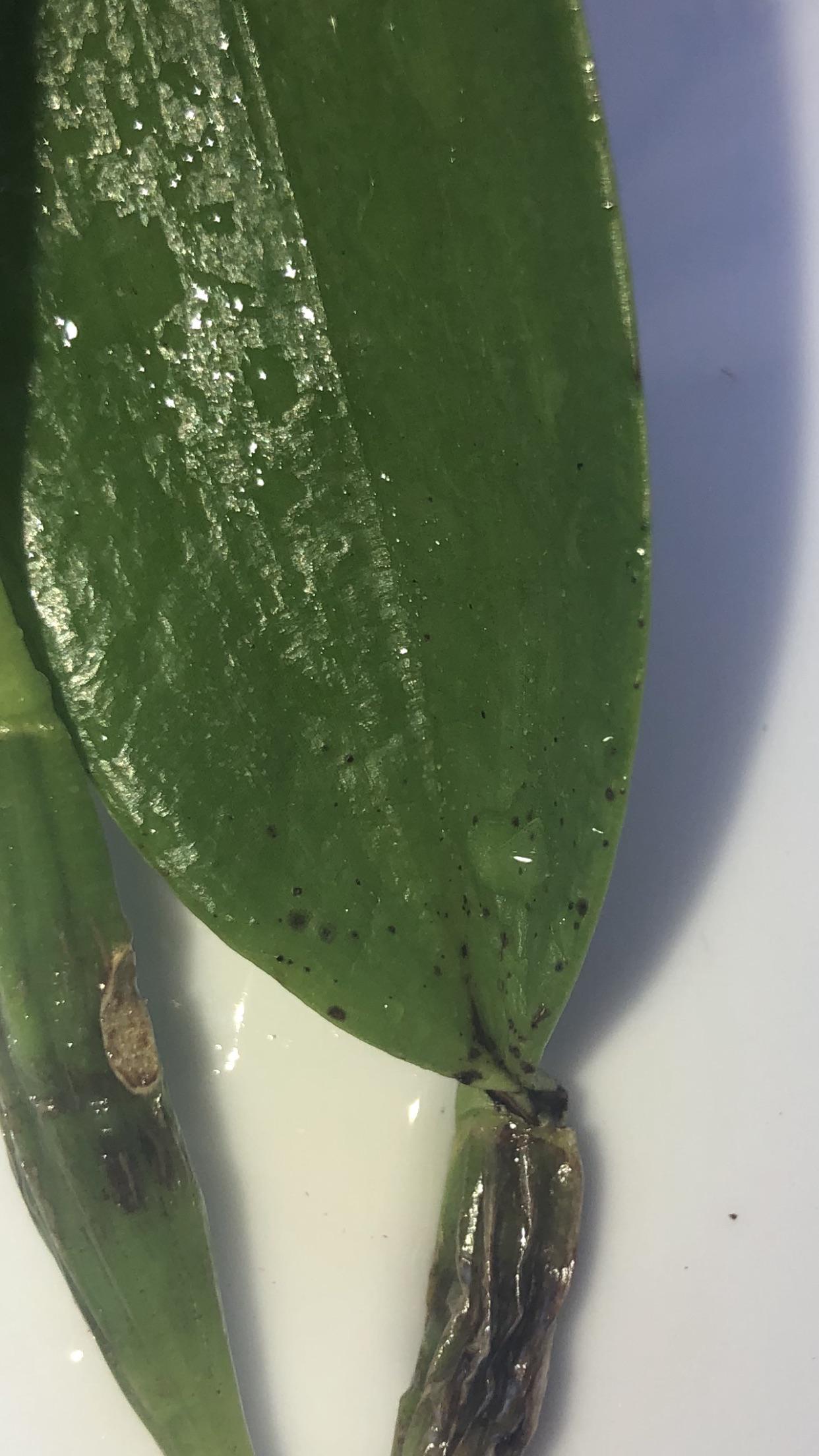 Ive been spraying hydrogen peroxide on my cattelya cause of black spots