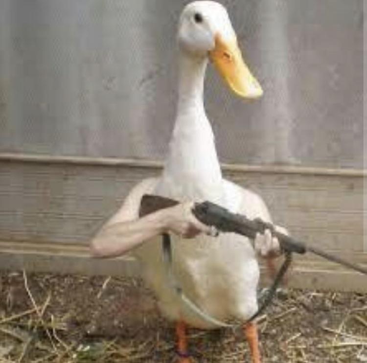 Cursed_duck Cursed_Images