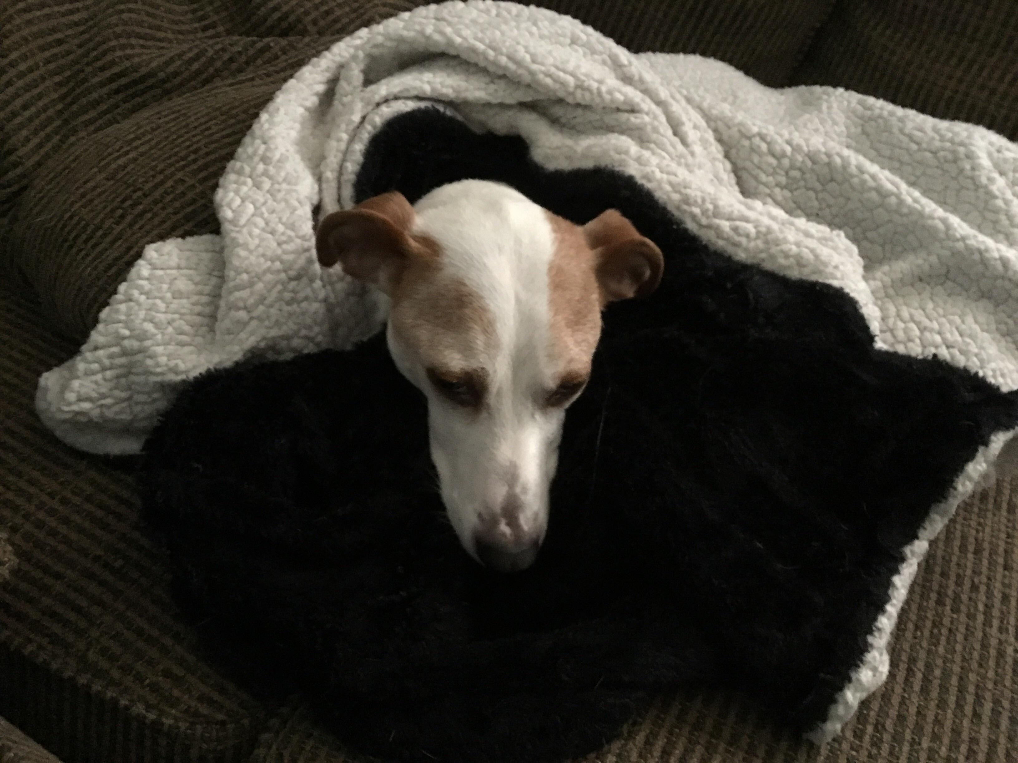Almost every time my dog lays on his blanket on the couch, I wrap him