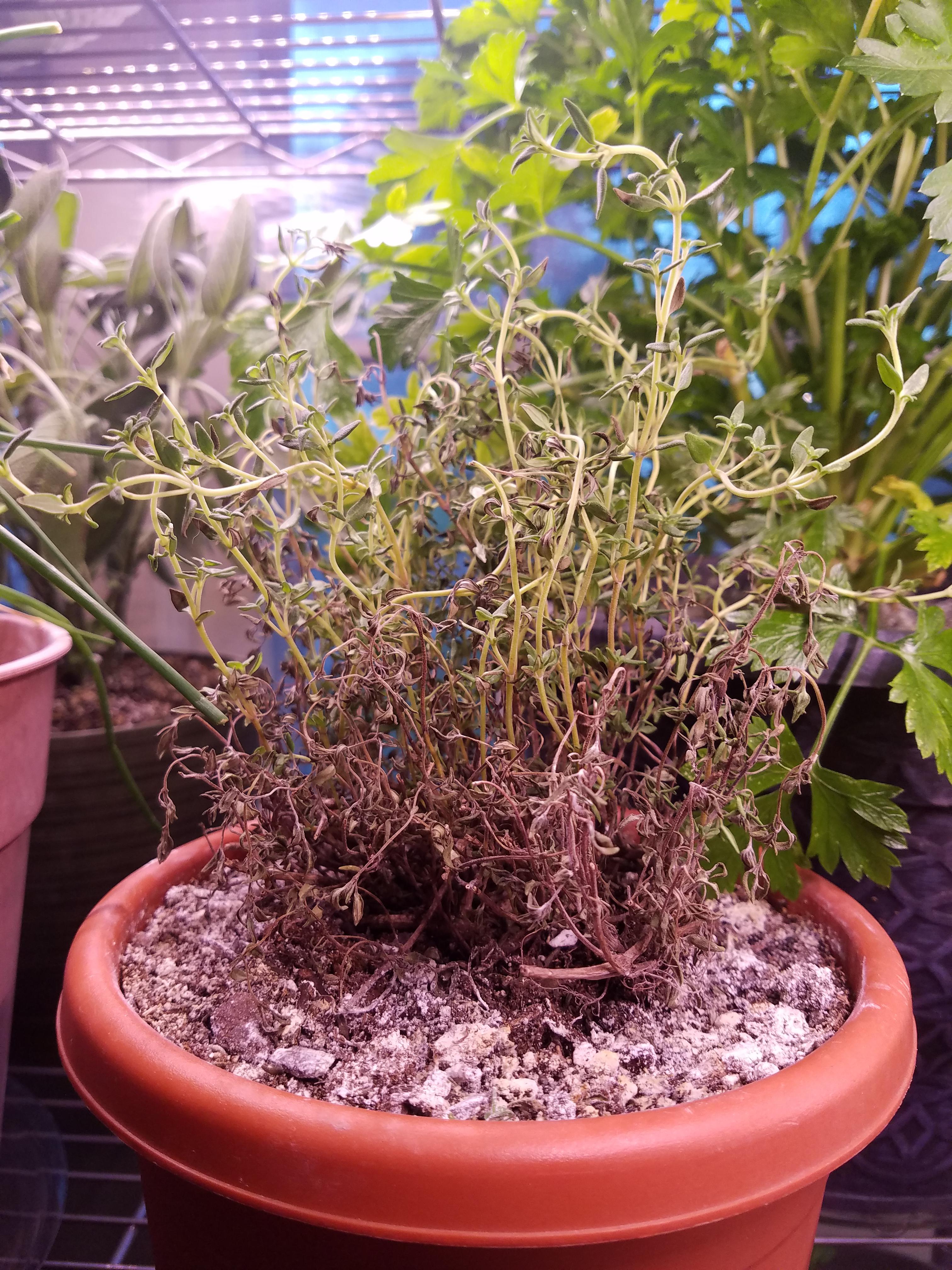 Thyme starting to die suddenly after a couple months from coming inside