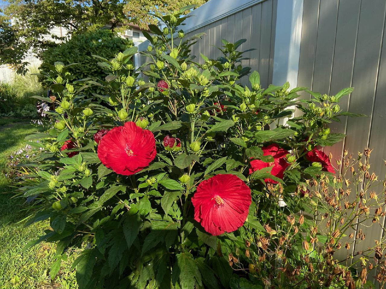 hibiscus baby houseplants