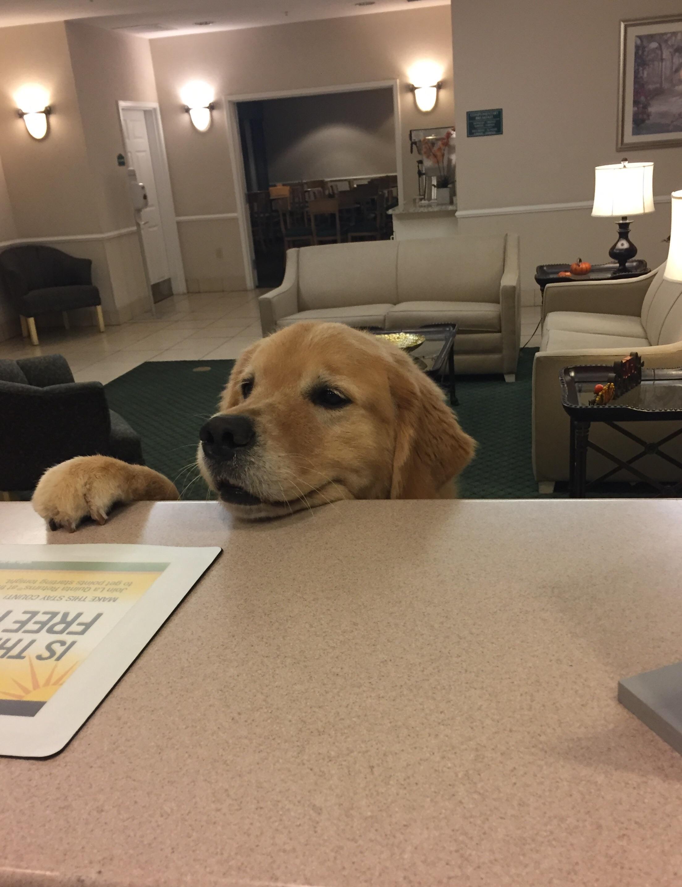 What do you mean you don’t rent rooms to dogs..? r/aww