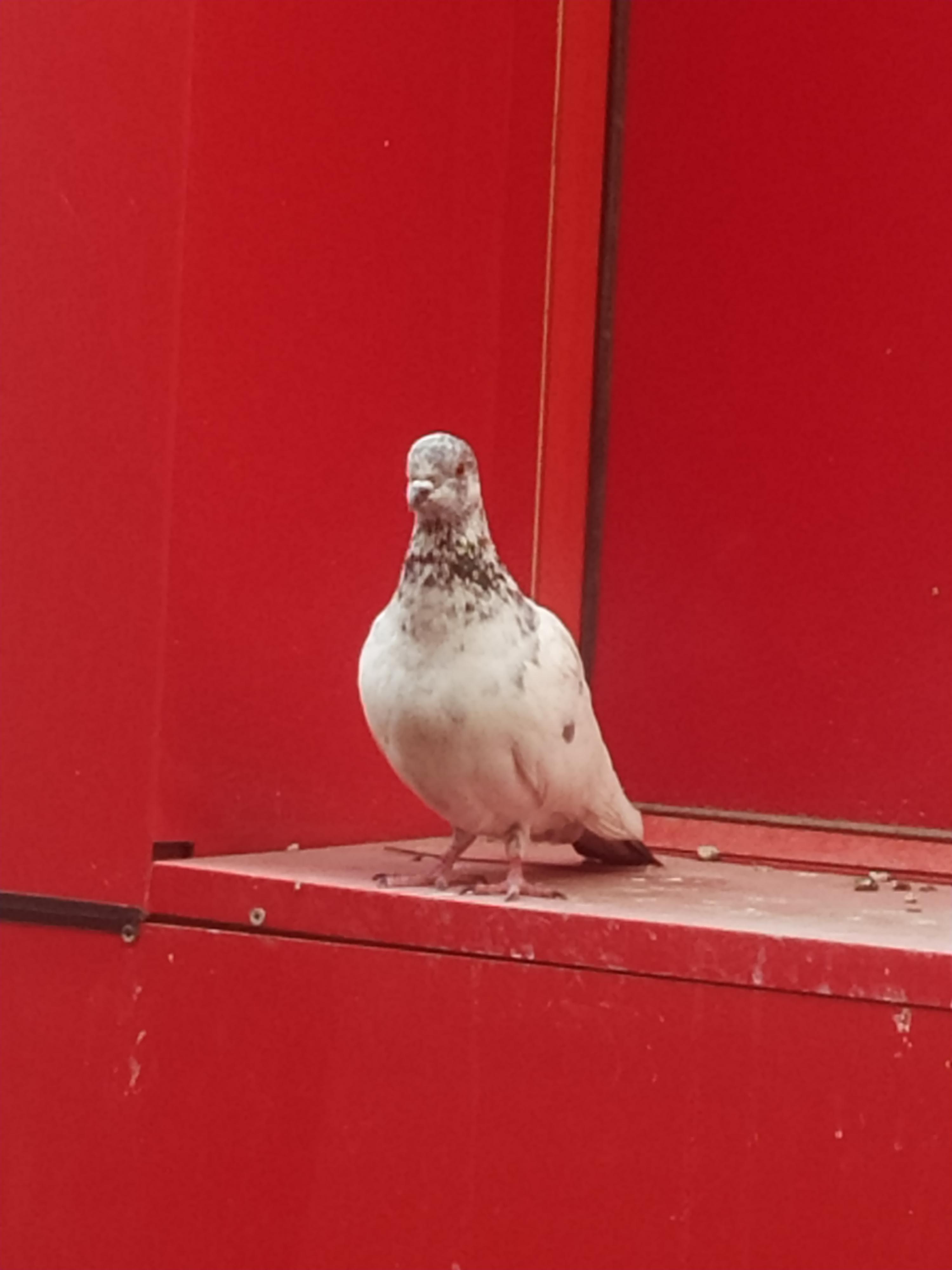 Spotted a white pigeon. r/delhi