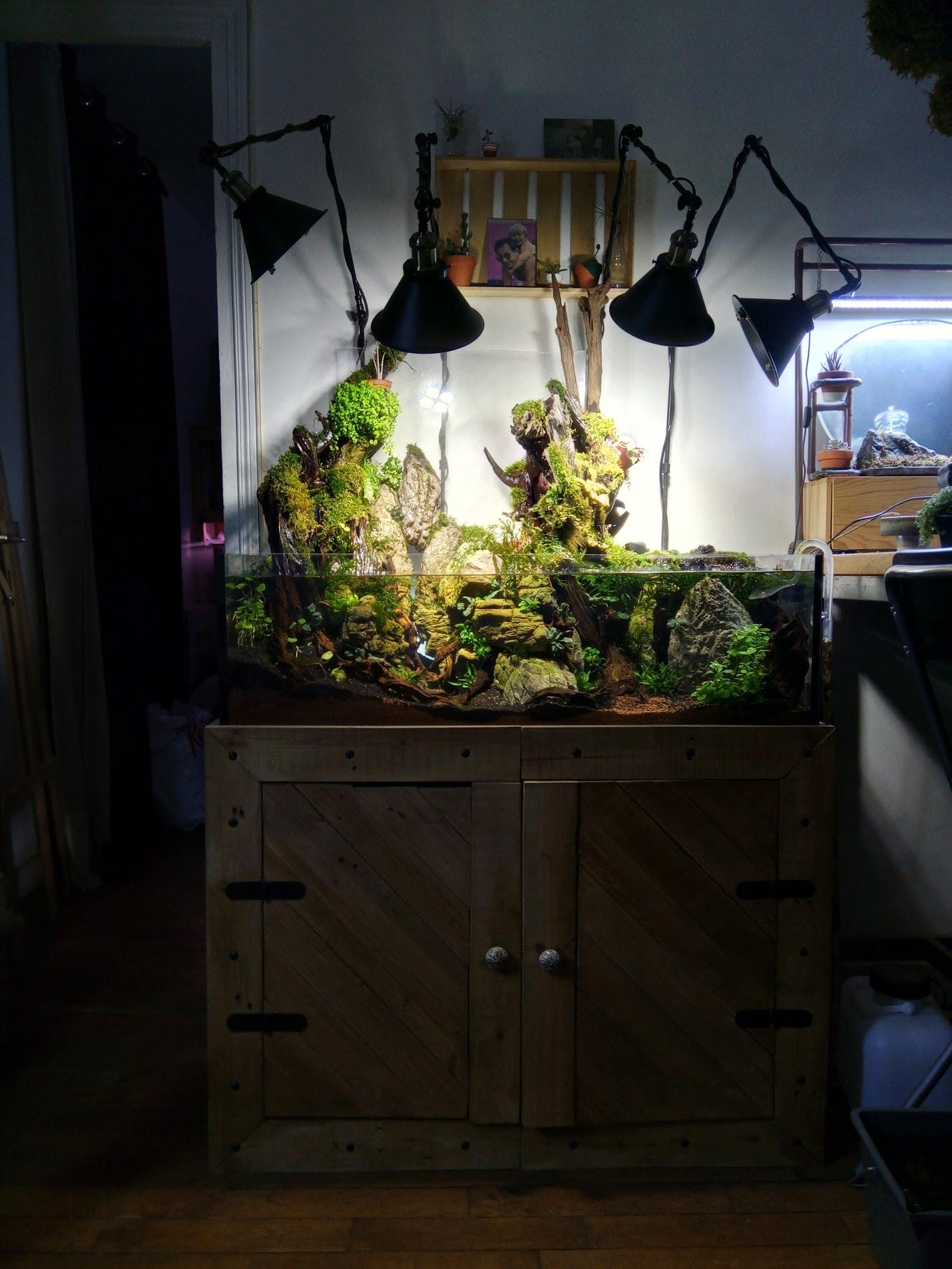 Brand new paludarium (50gal, misting, fogging, high CRI lights) [xpost /r/aquariums] r