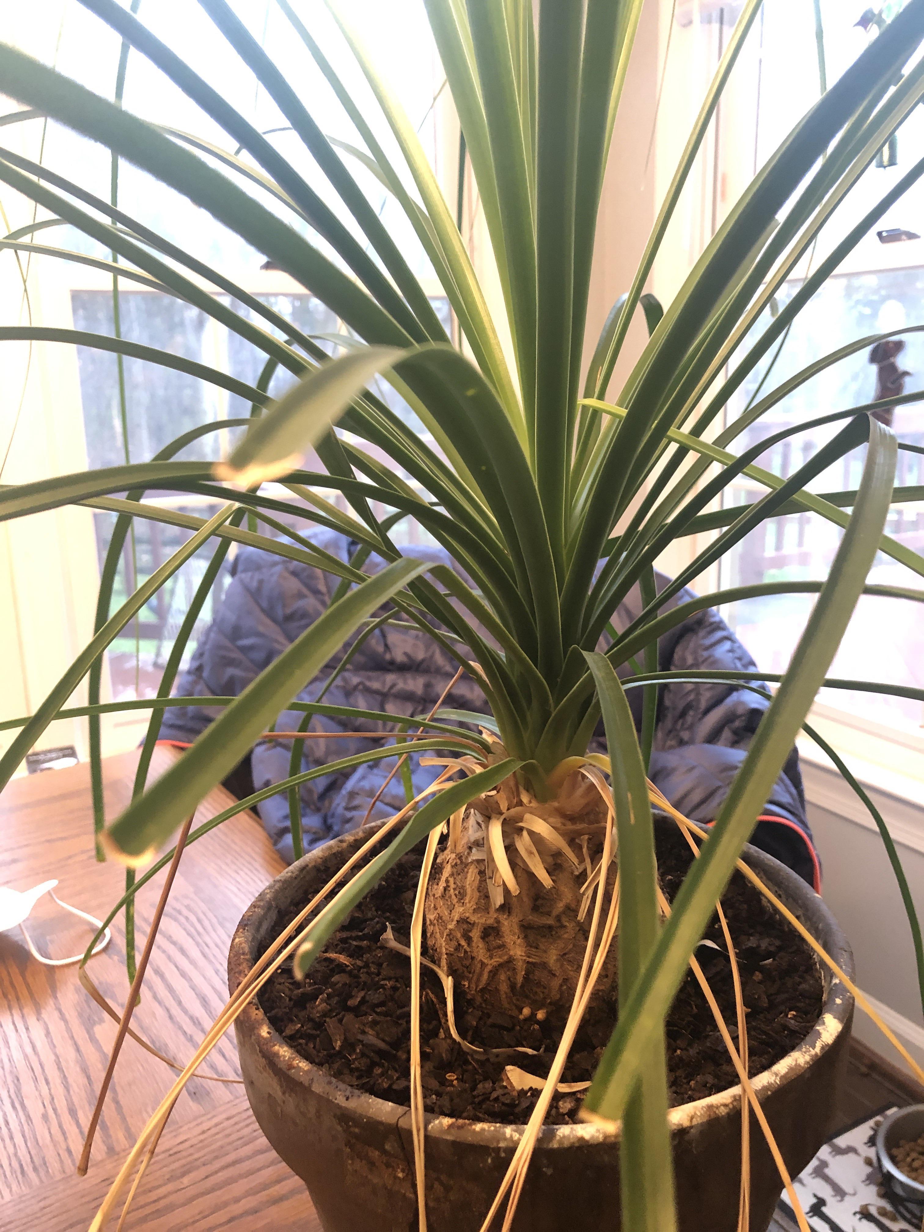 Houseplant that looks like a pineapple. r/whatsthisplant