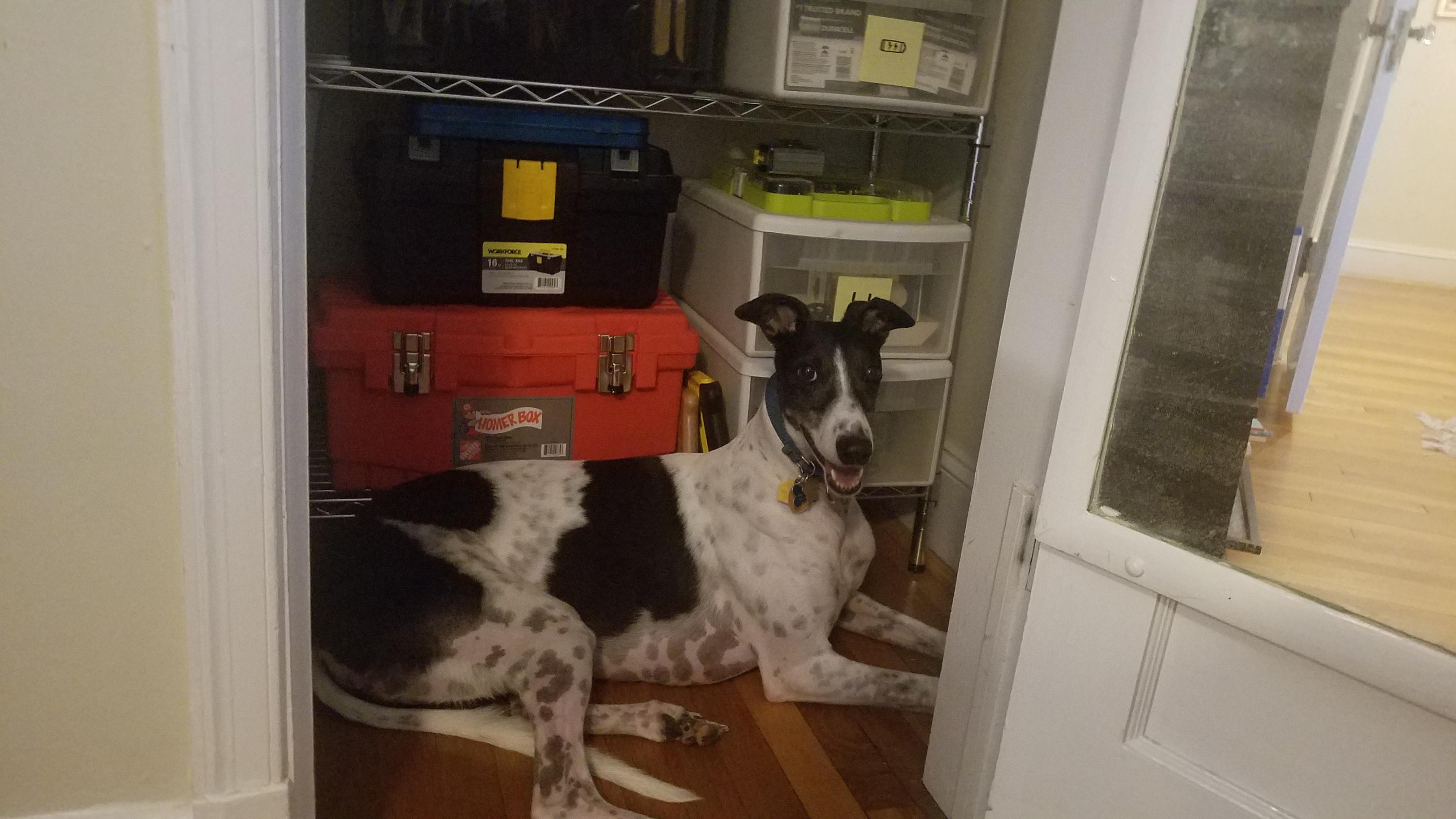 Nervous about the thunder, but hunkered down in her safe space i.e. any