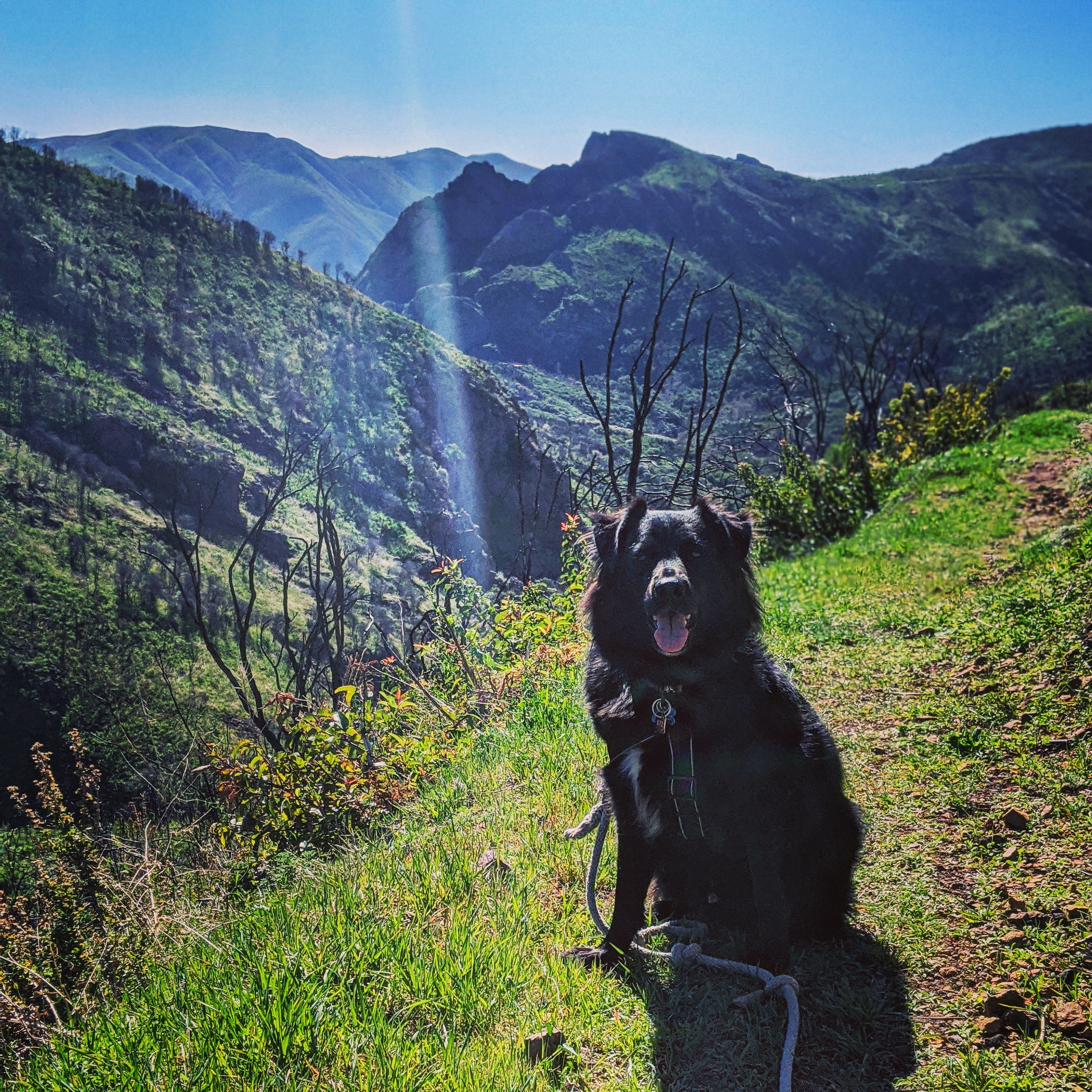 Bear on his first Cali hike outside Malibu r/rarepuppers
