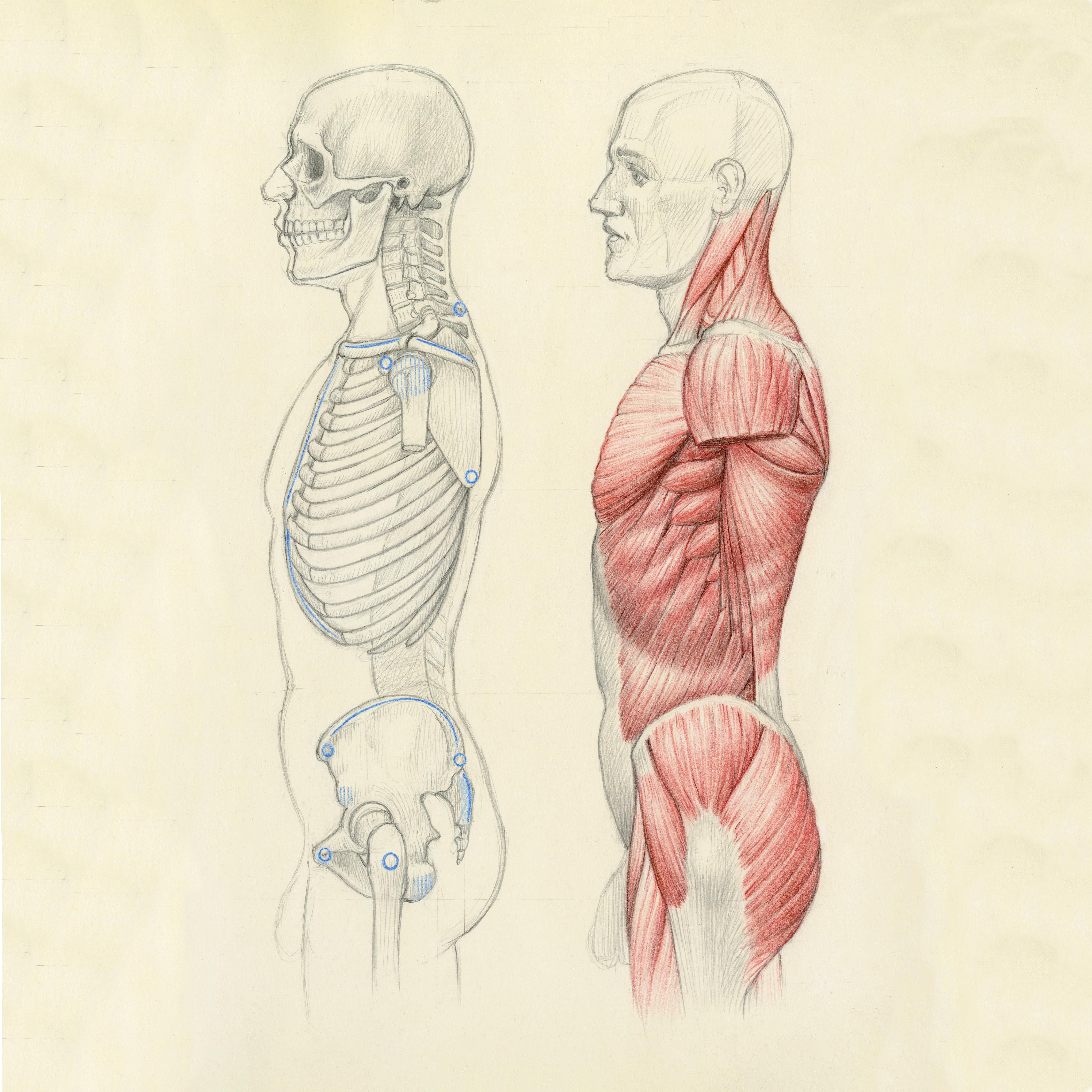 Torso Side View r/AnatomyFortheArtist
