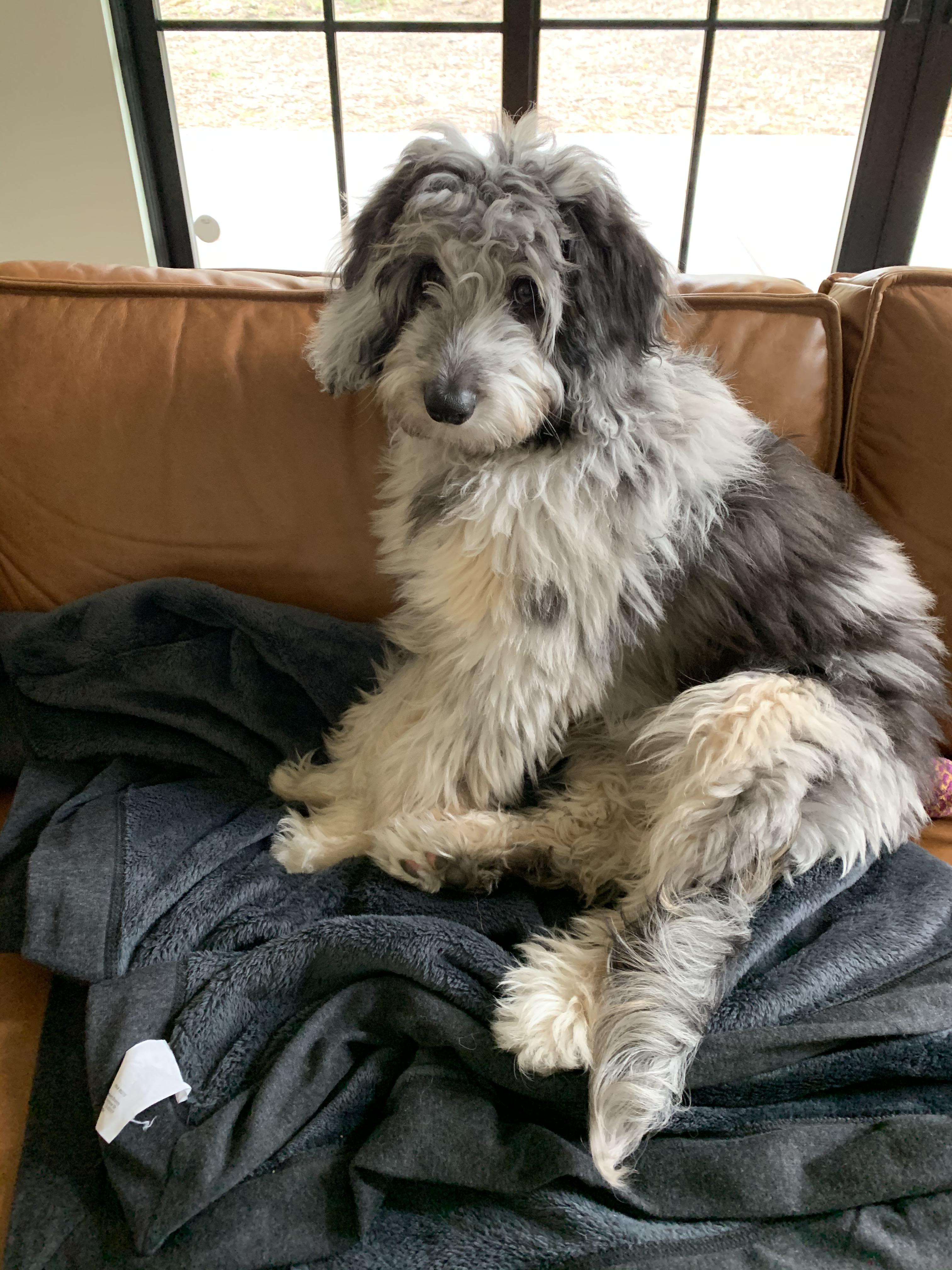 379 best Aussiedoodle images on Pholder Aussie Doodle, Aww and Name