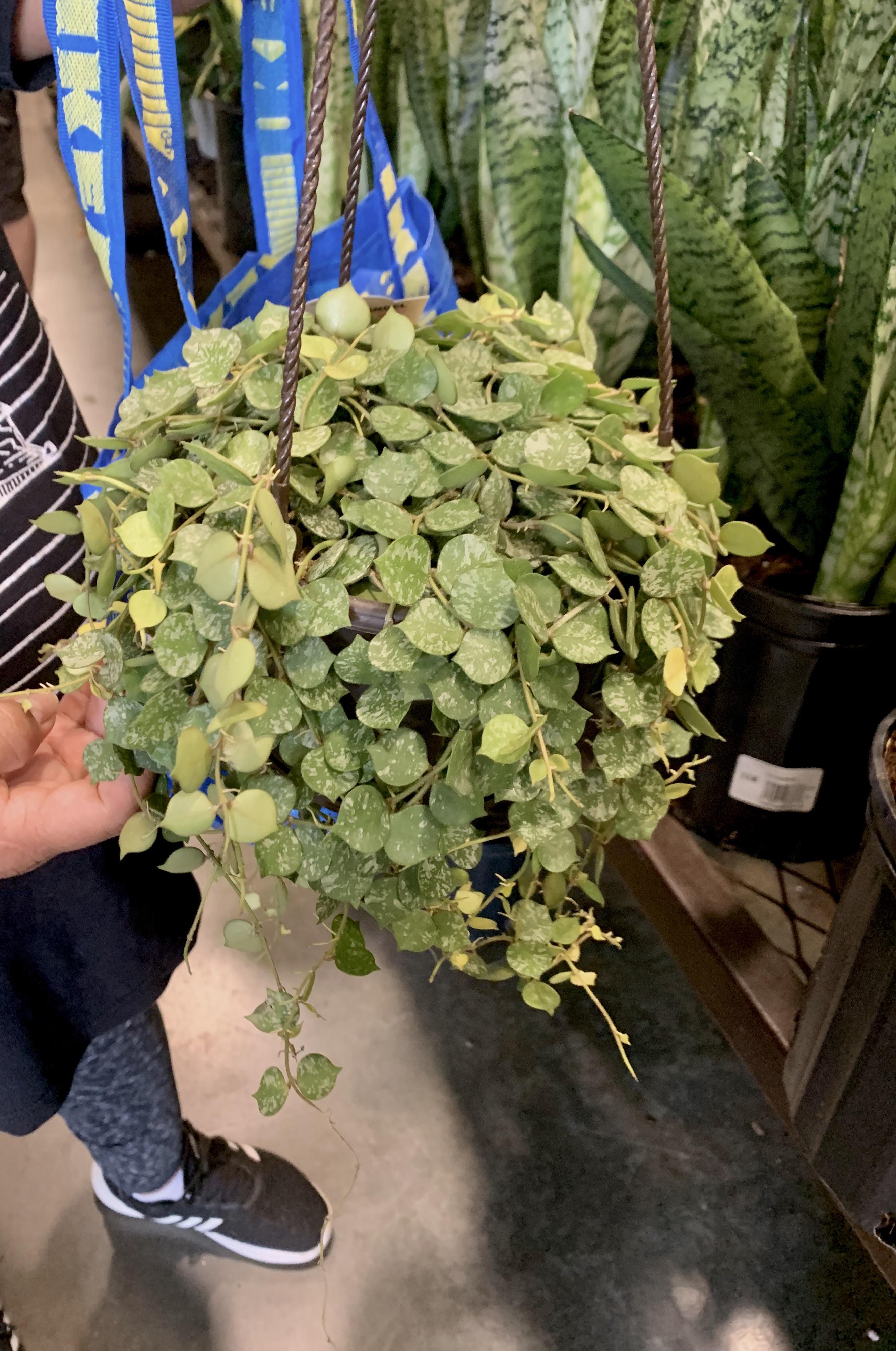 Found this beautiful 6inch Hoya Curtisii at Lowe’s in NY for only 11