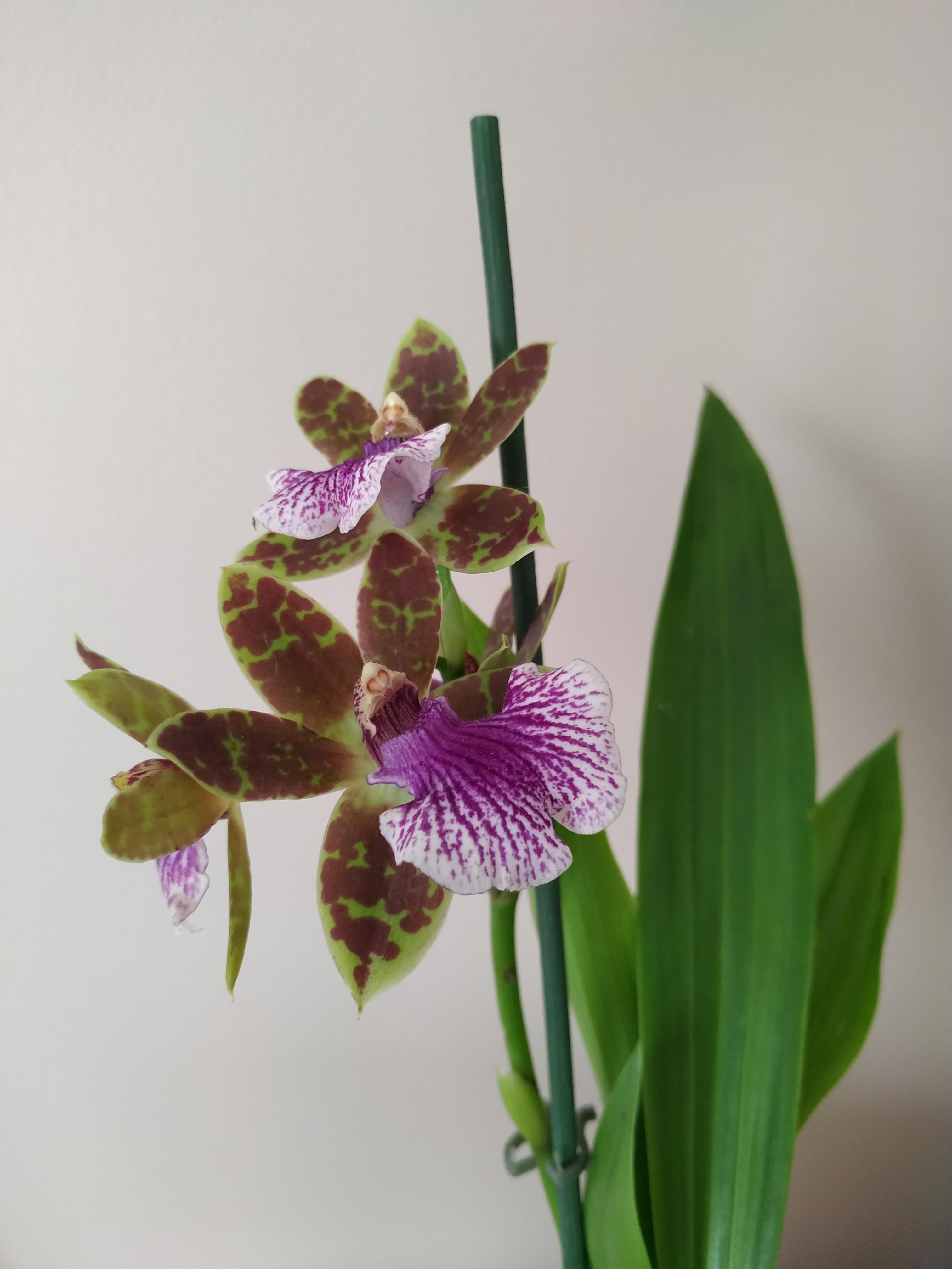 Zygopetalum flowers are so beautiful...💮 r/orchids