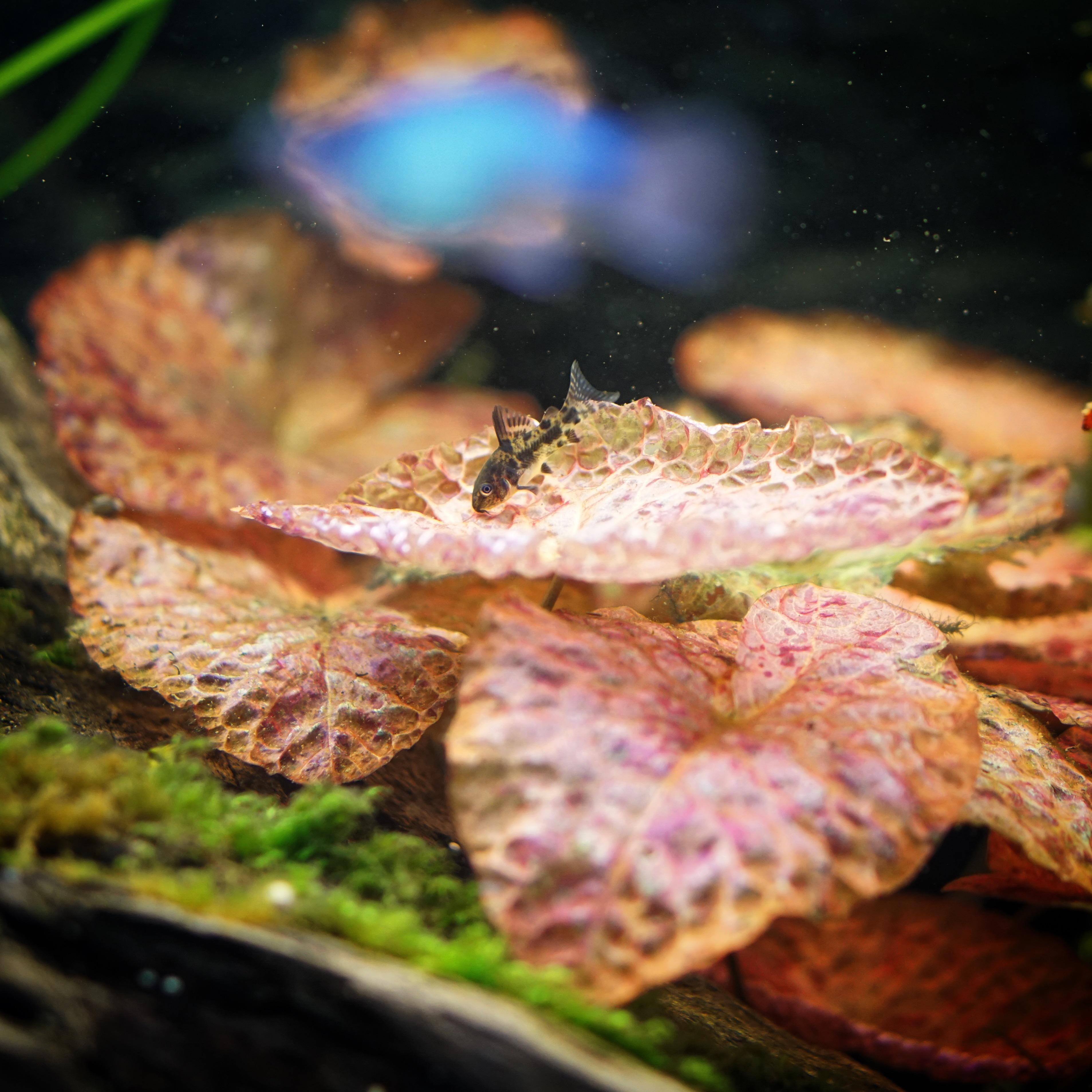 2mo baby Cory paleatus on my tiger lily r/Aquariums
