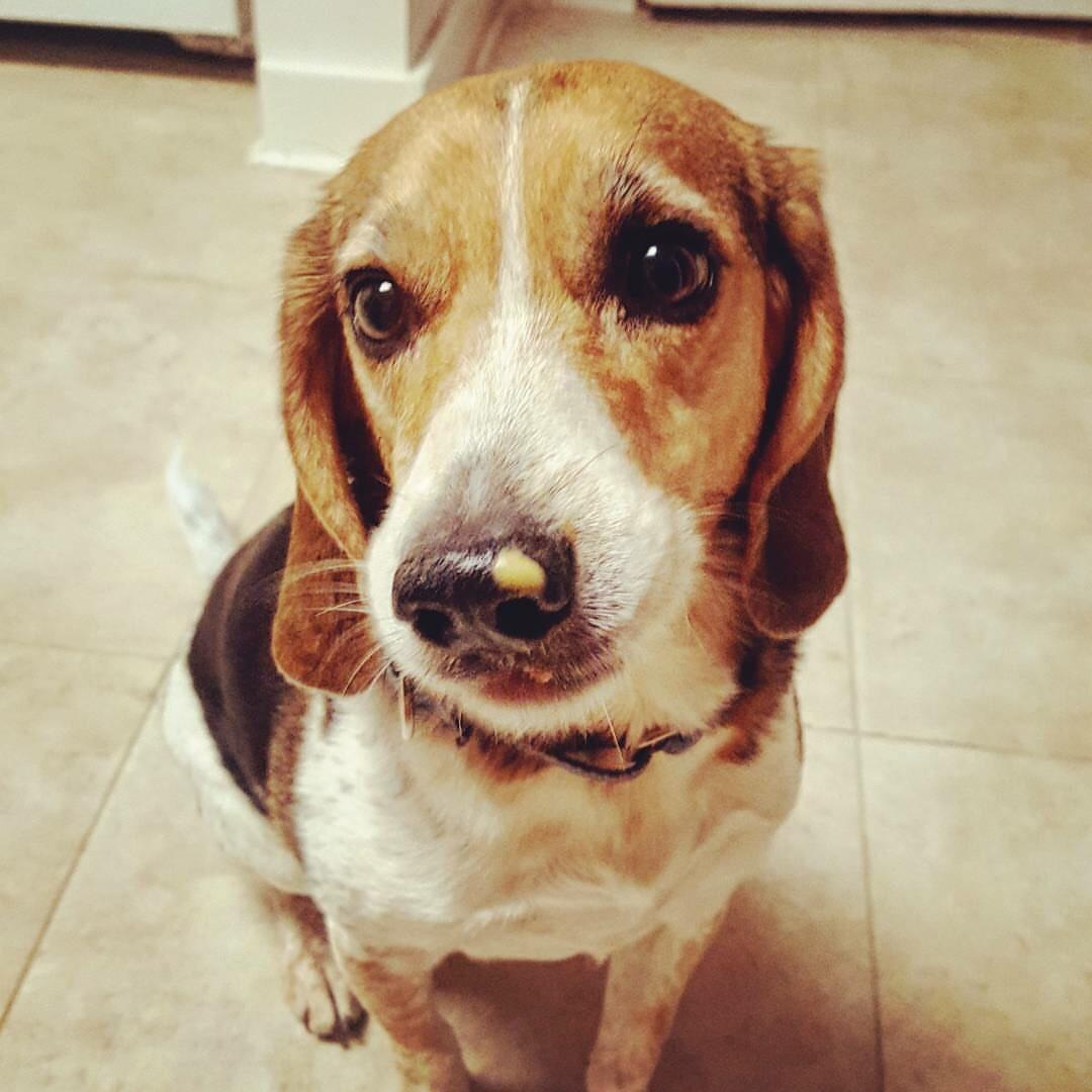 Peanut butter nose r/dogpictures