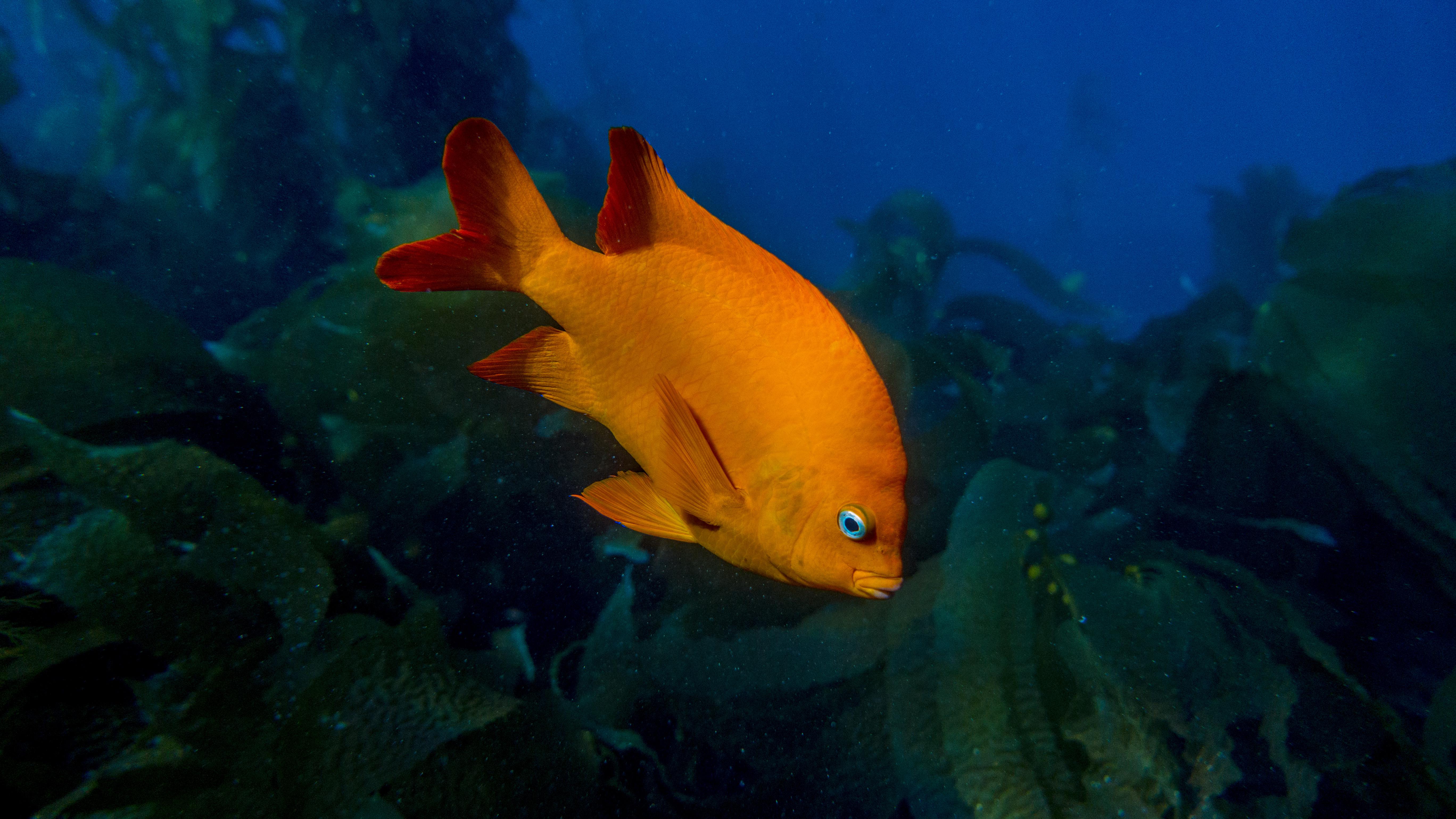 Garibaldi state fish at the Catalina fuckin wine mixer! r/scuba