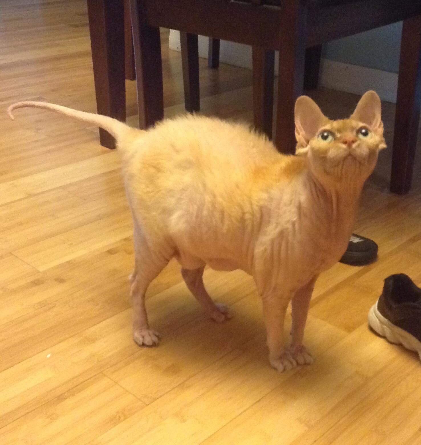 Tika was suppose to be hairless. r/cats