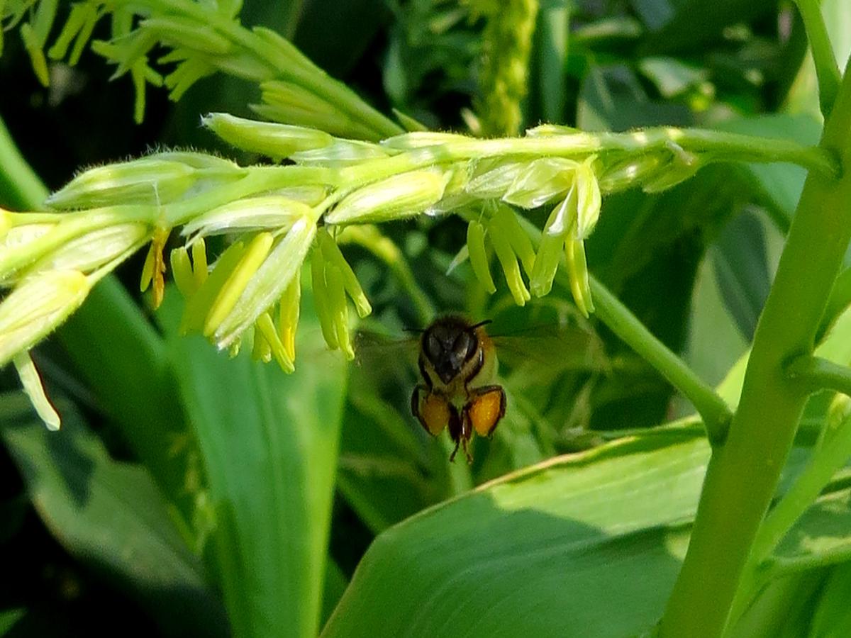 This bee loading up with corn pollen in my garden this morning r