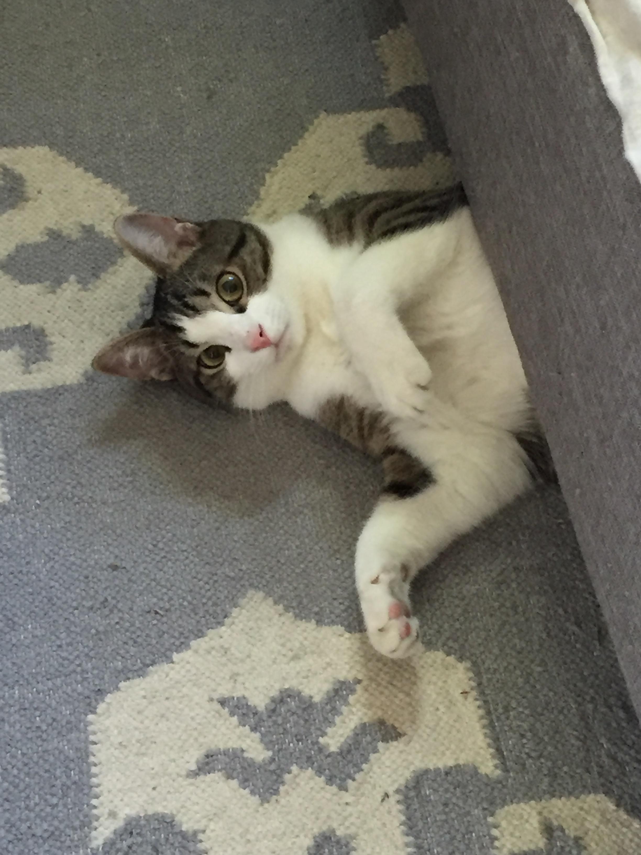 Cat... I'm a kitty cat. aww