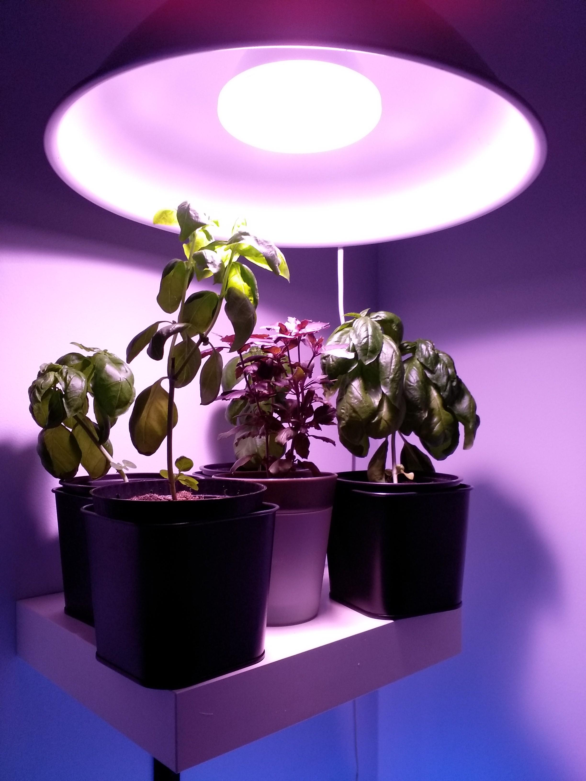 Indoor basil setup help... plants have just stopped growing. More in