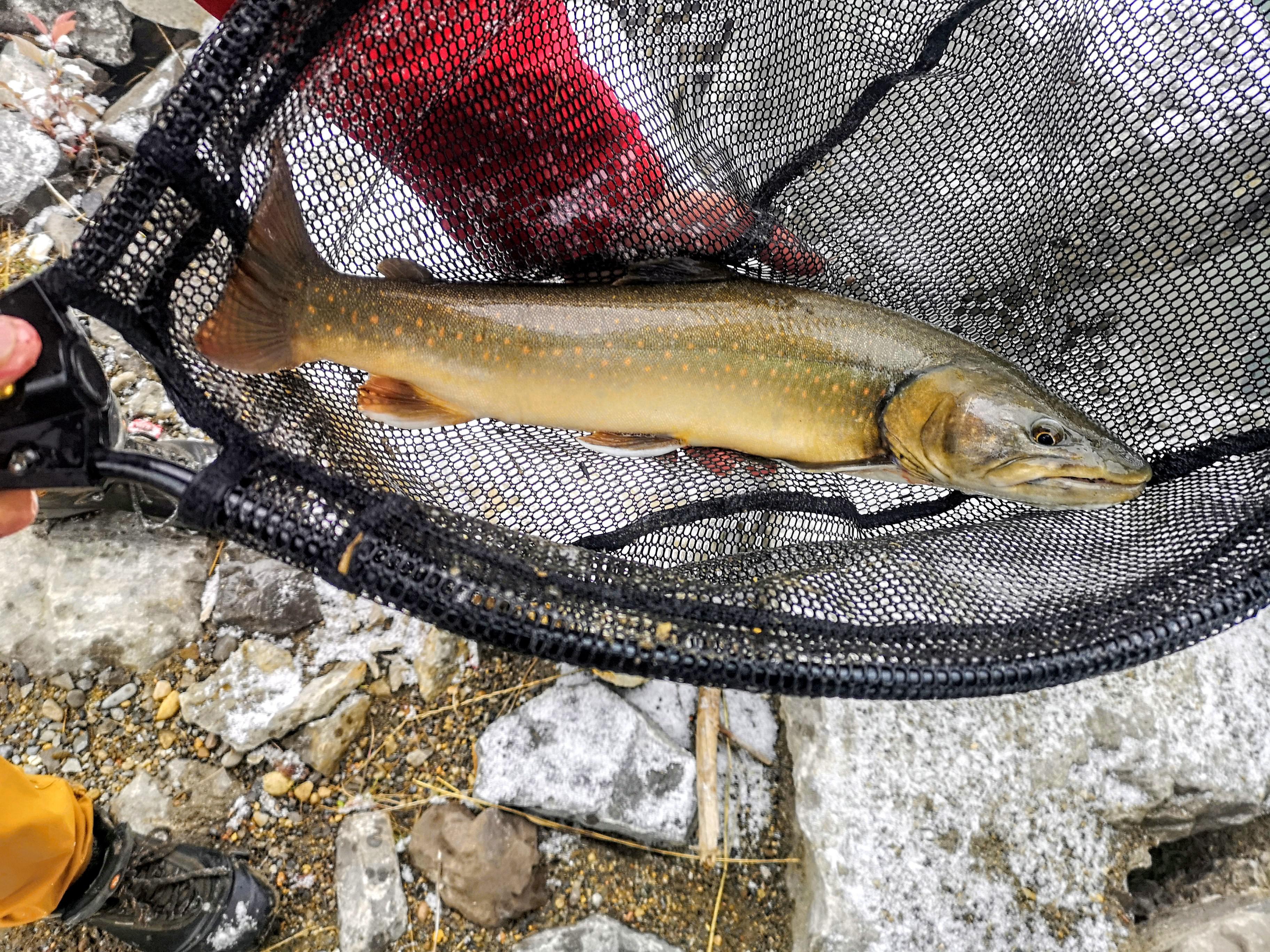 Snow and below 0 temperatures seemed to really turn the Bull Trout Bite