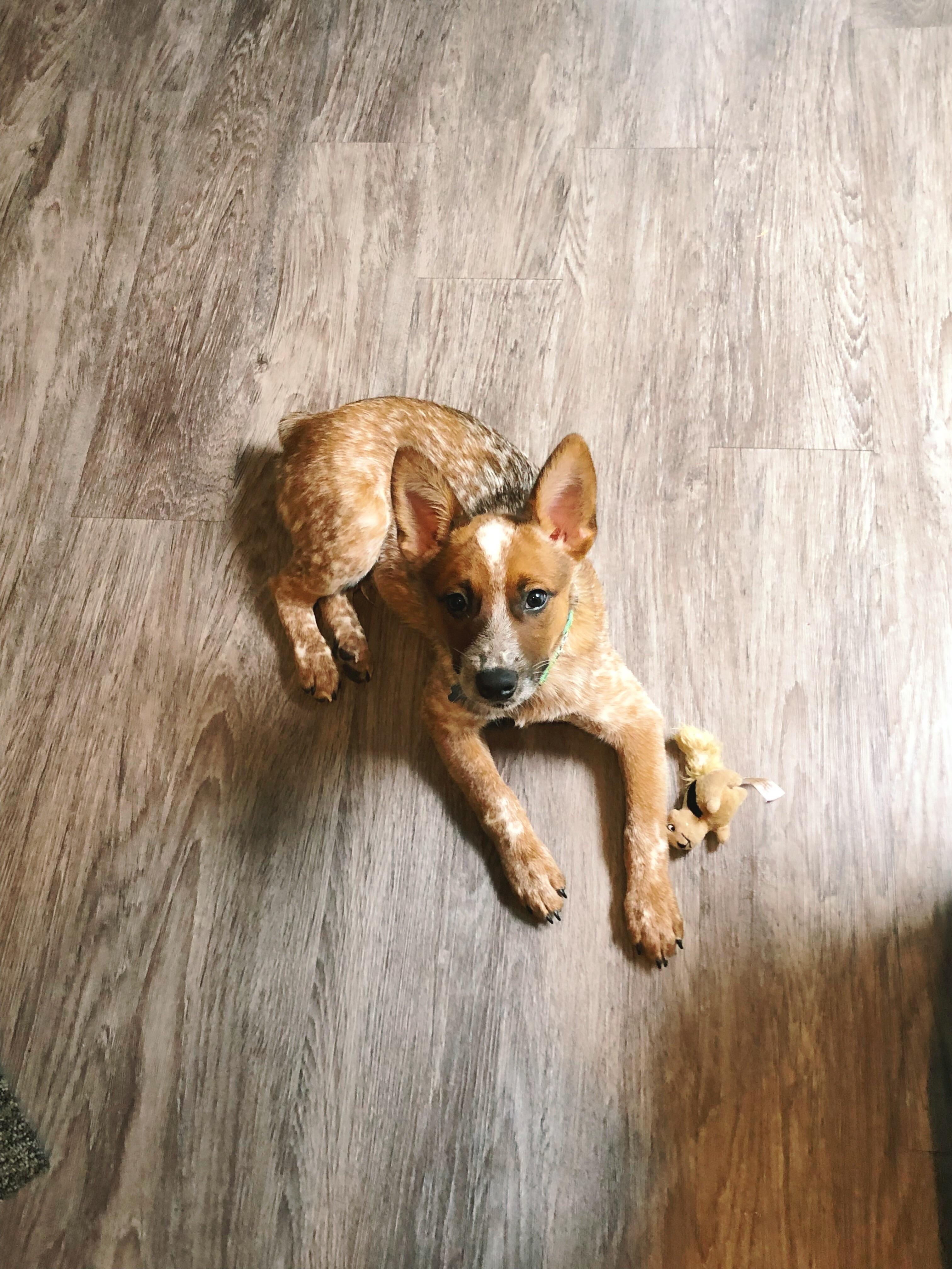 Looking like a baby deer 💕🦌🐕 Reddit, meet Bandit, my Red Mottled